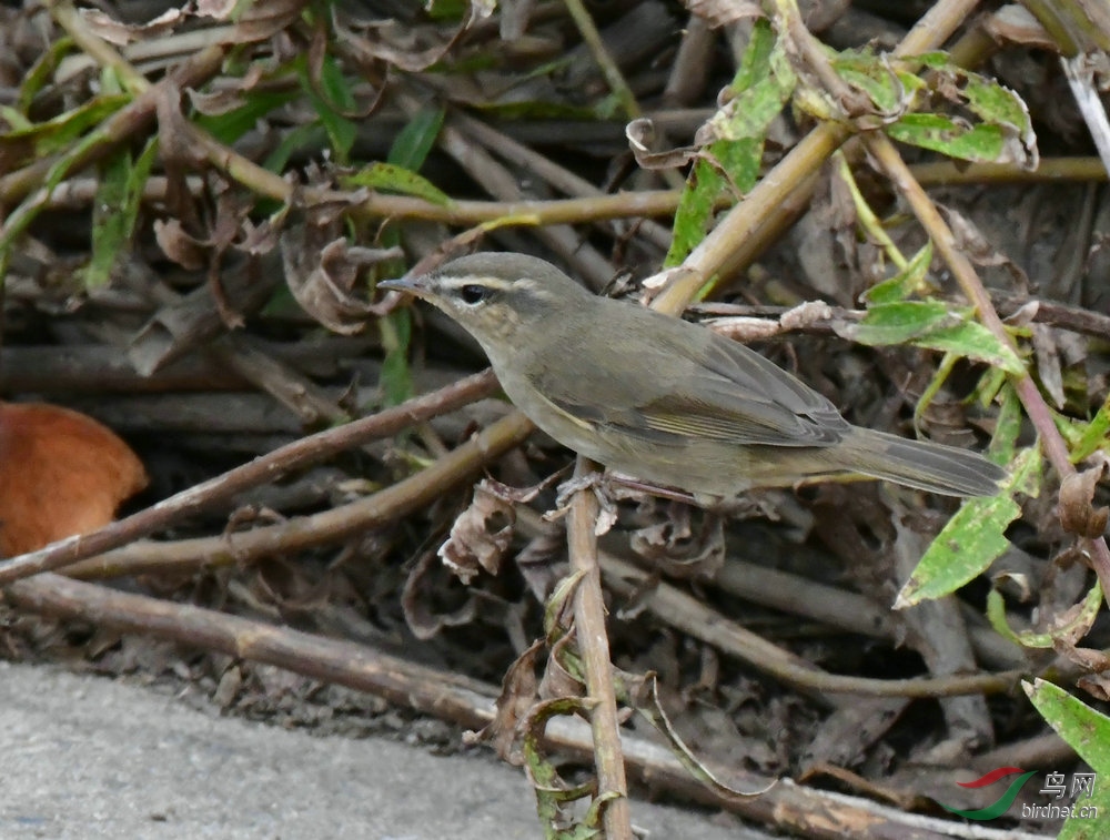 DSC_6040.JPG
