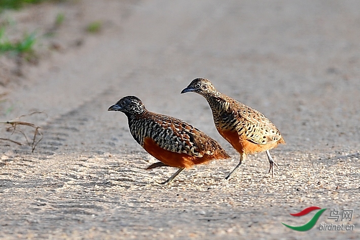 ��ľ���� ��ʦ������ӡ��.jpg