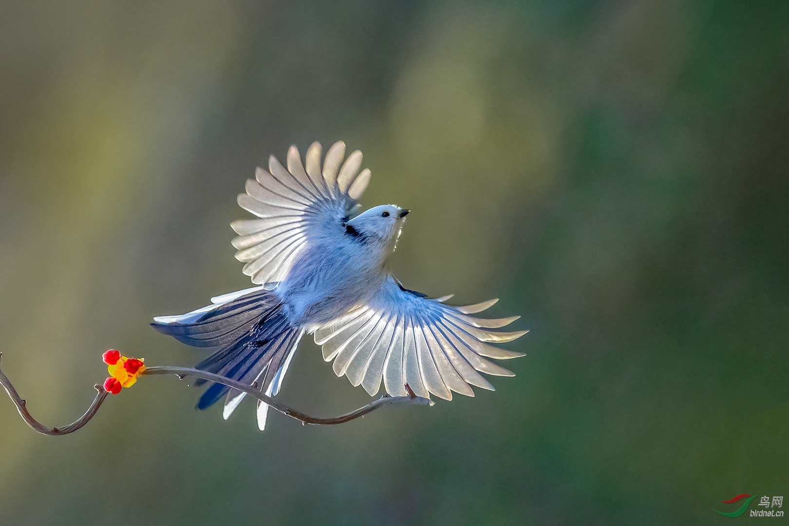 飞祝贺荣获每日一图