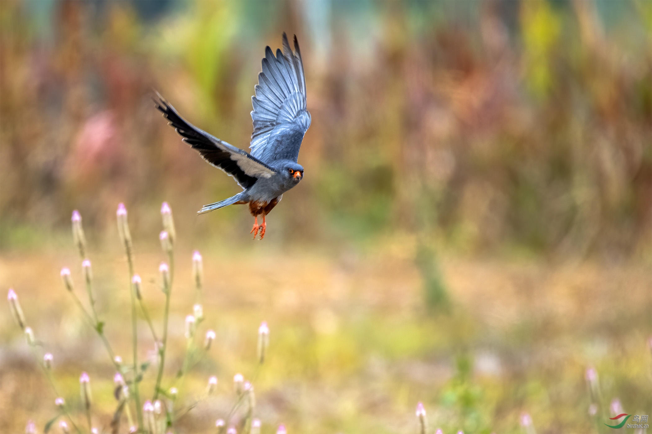 DSC_7045-1.jpg