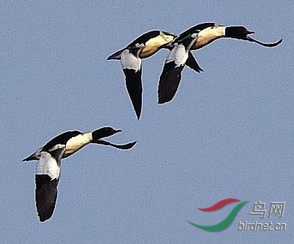 DSC_5937_����_���� (2).jpg