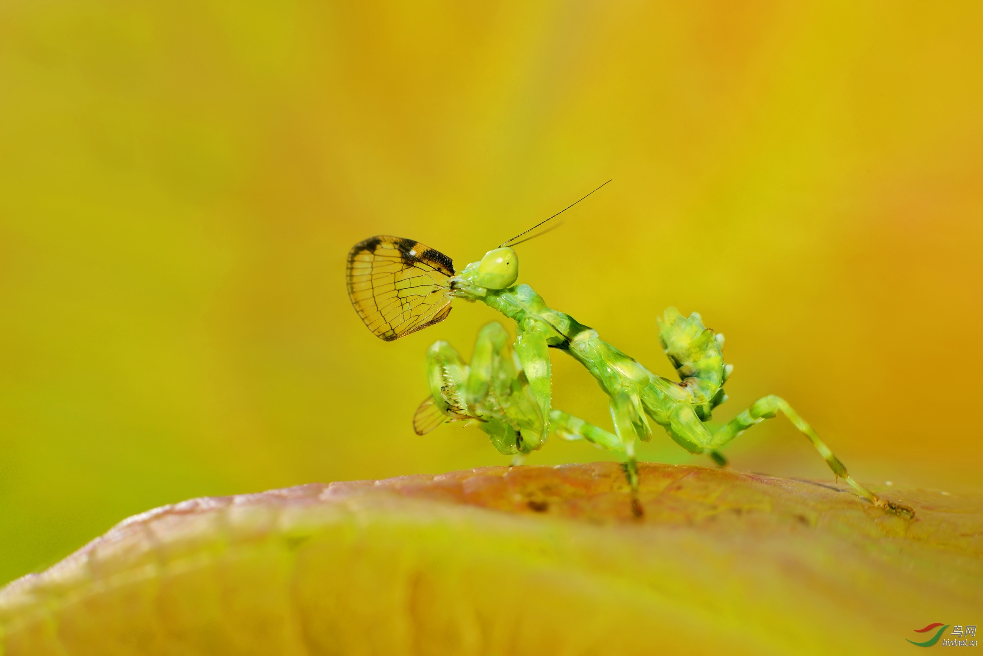弧纹螳螂贺获首页精华