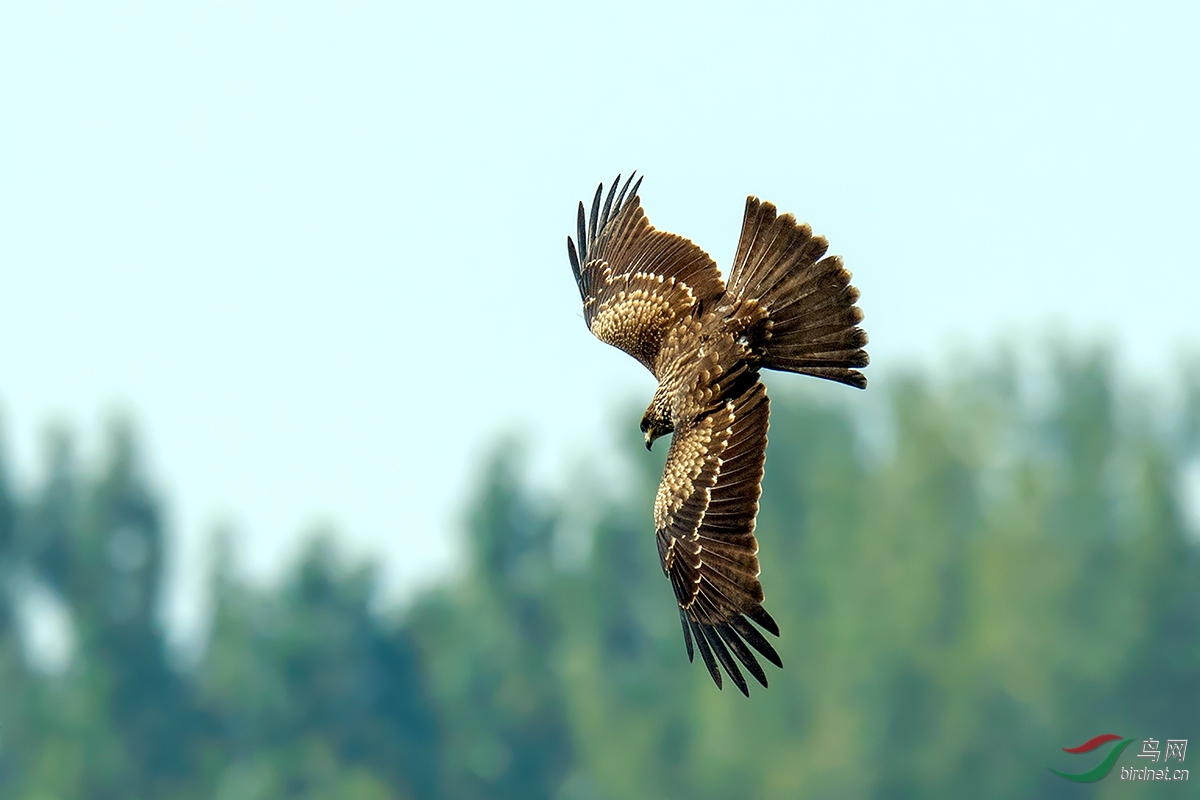 DSC_p8527.jpg