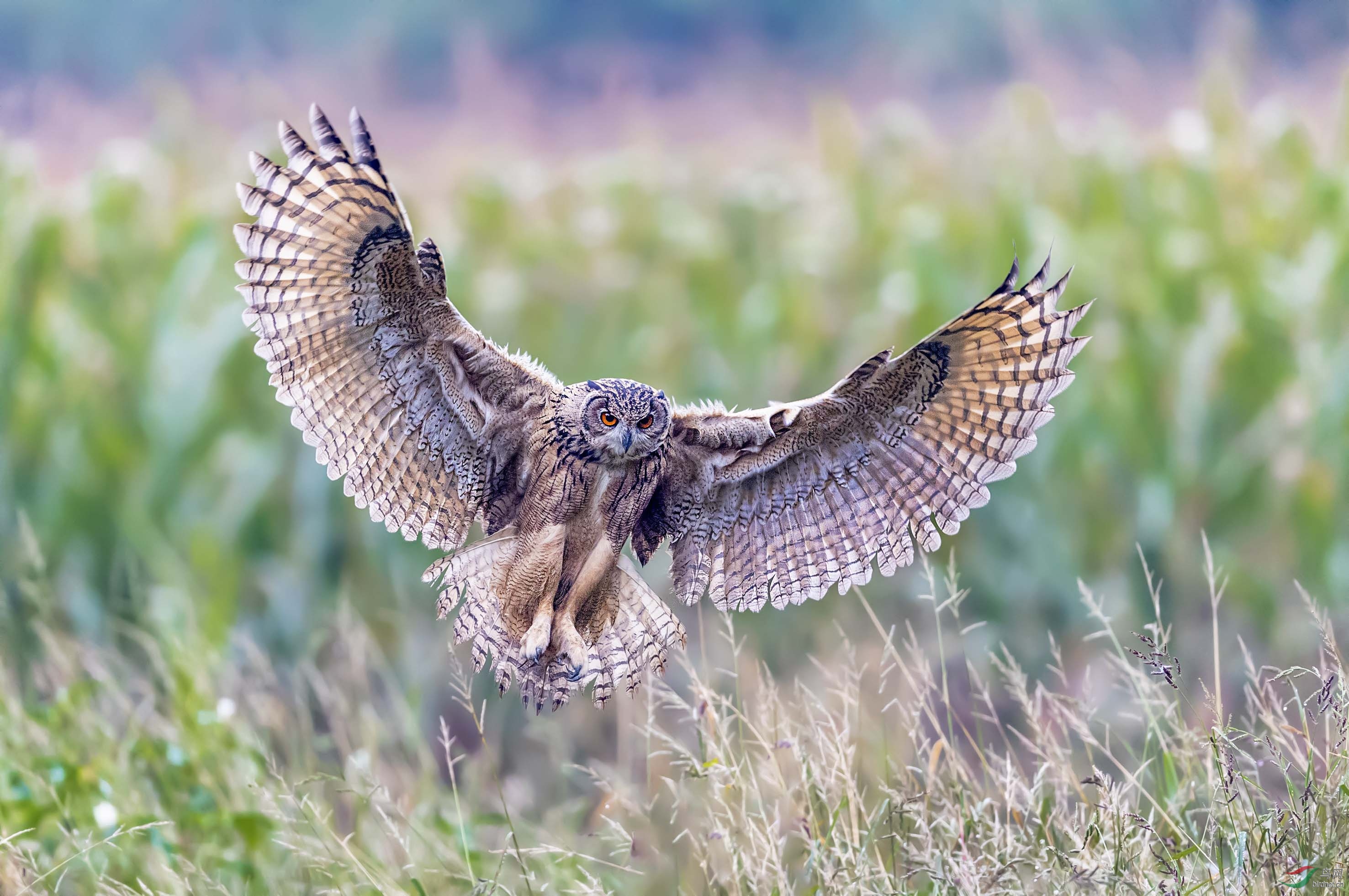 DSC_4231add.jpg