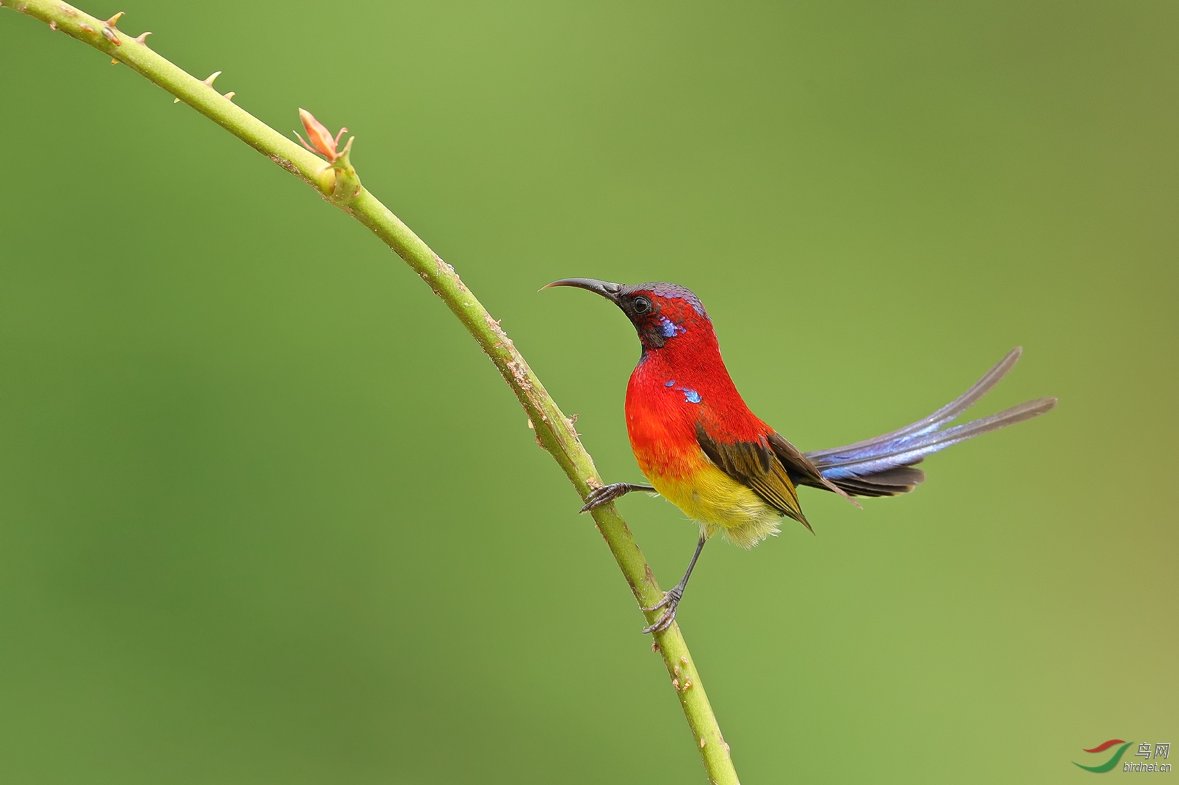 [林鸟] 蓝喉太阳鸟------帅 (贺获鸟类精华) (贺获本版佳作)