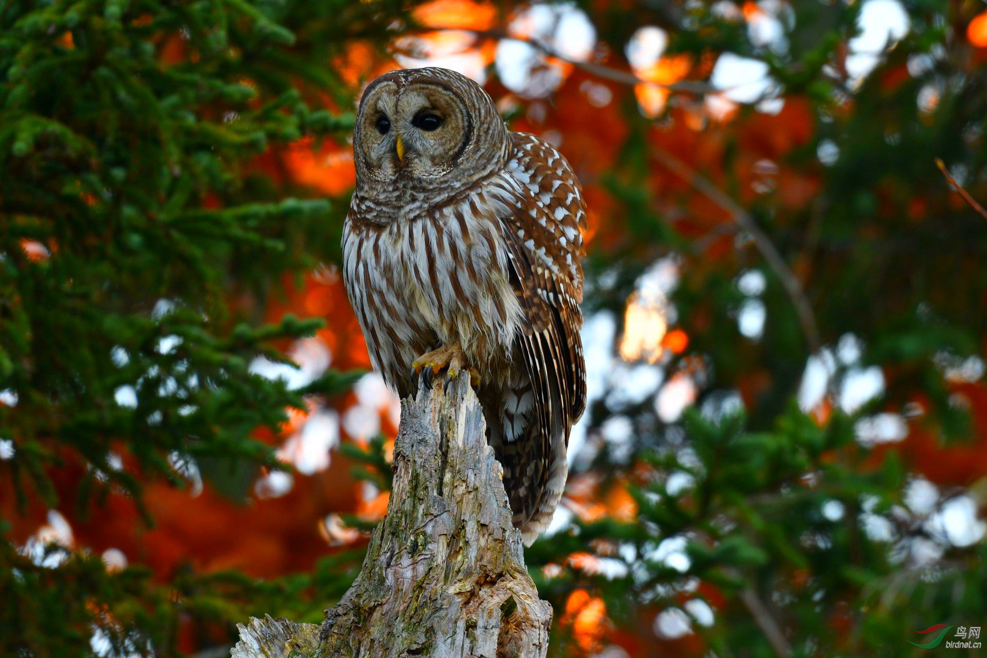 DSC_0620_副本.jpg