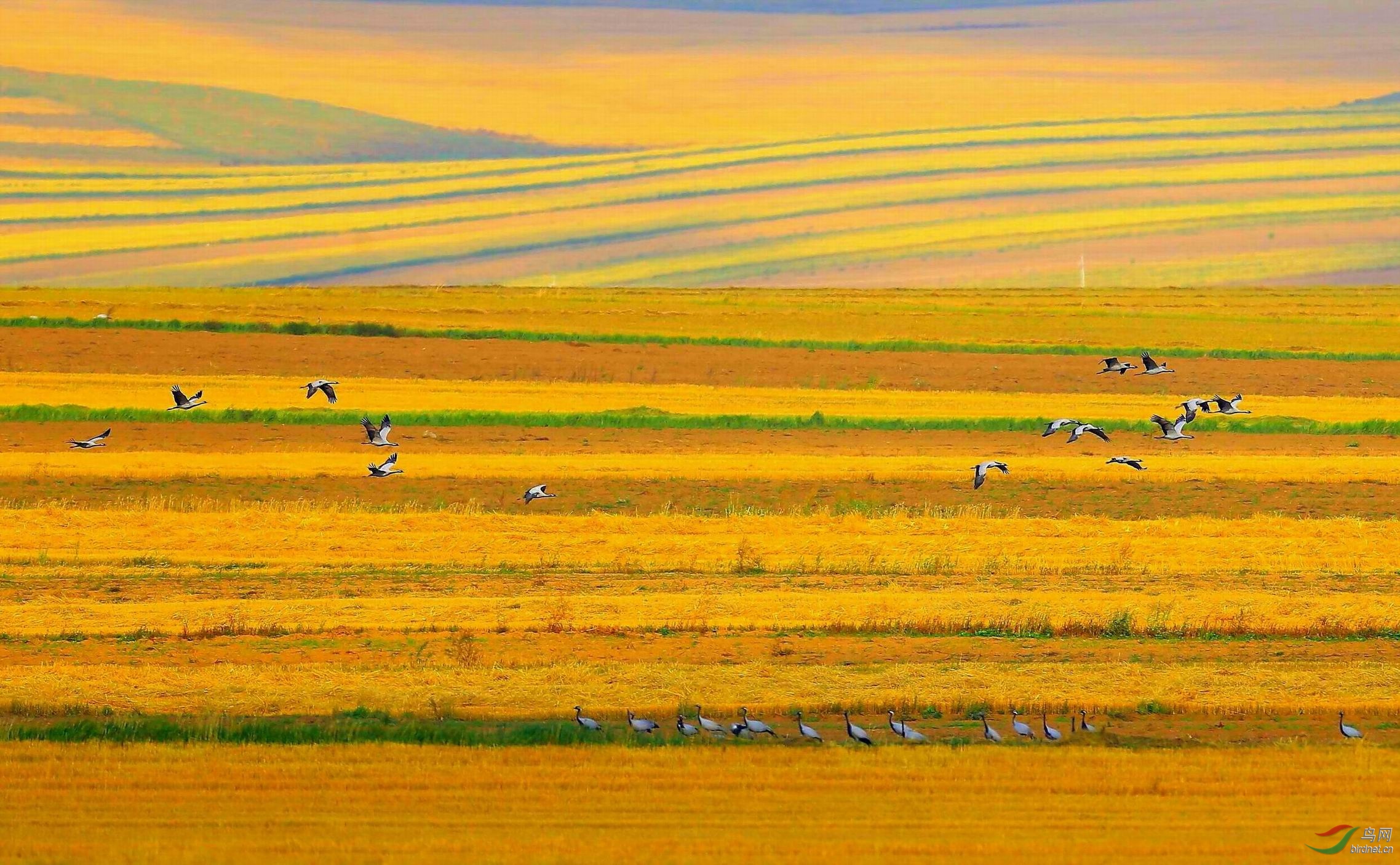 金灿灿麦田(祝贺荣获首页鸟类精华)