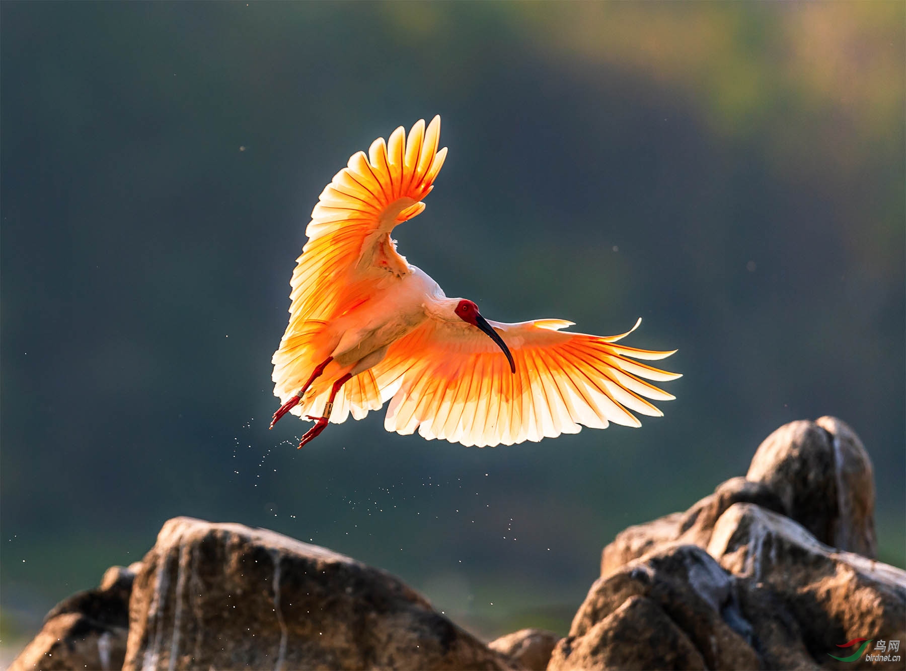 �������q