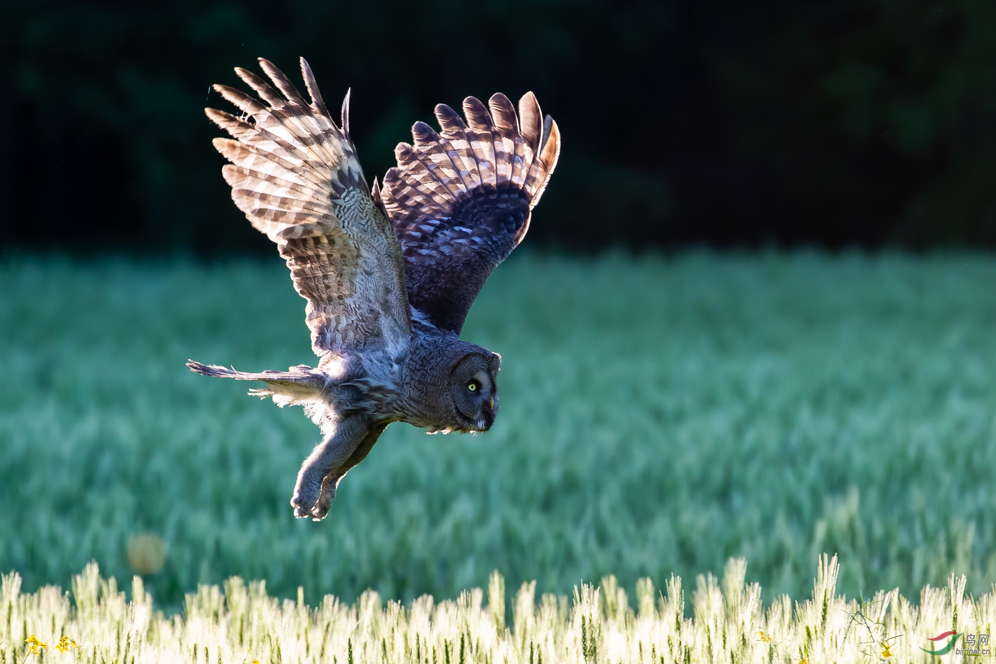 逆光飞行的大猫