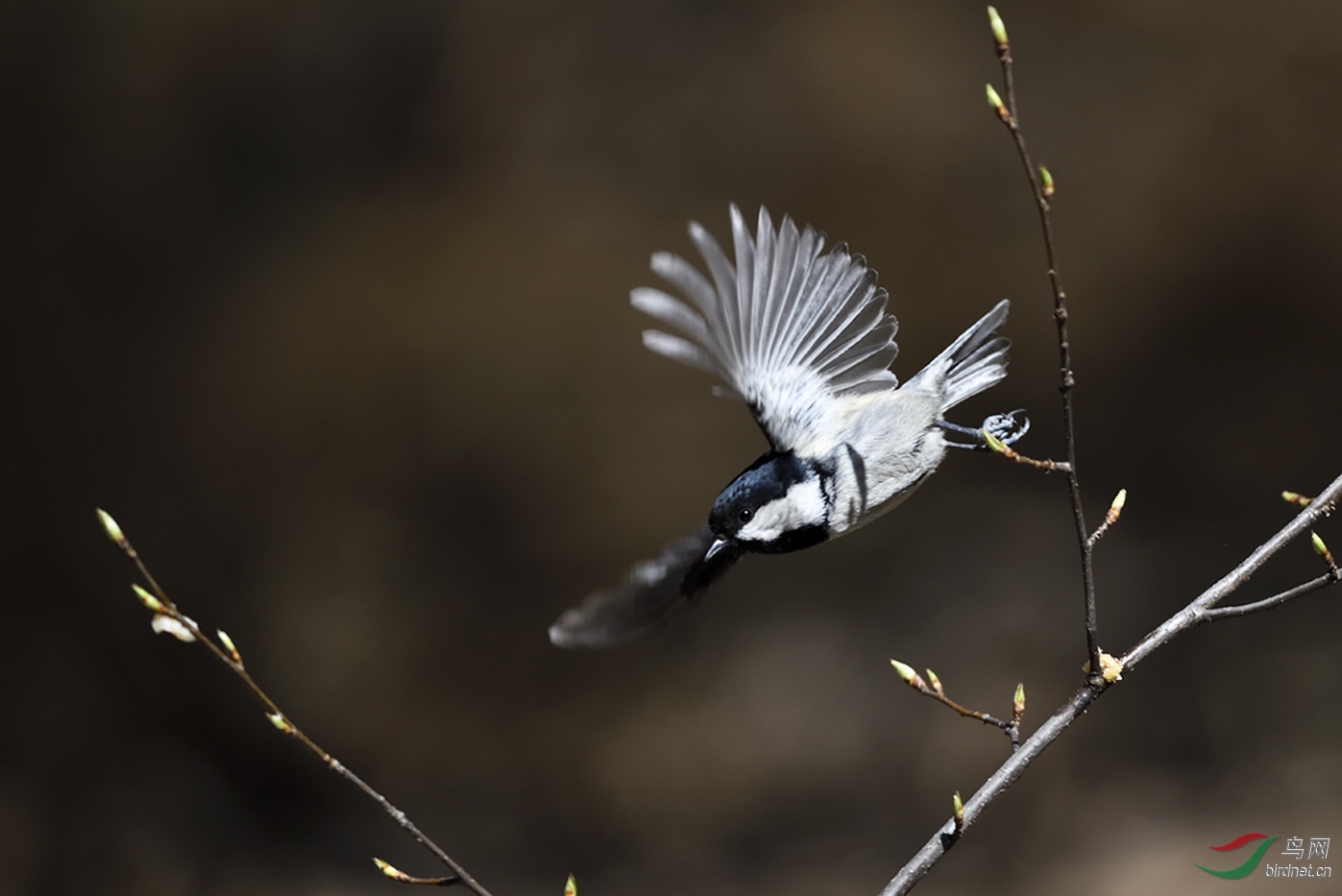 _DSC1440_00001-p-2.jpg