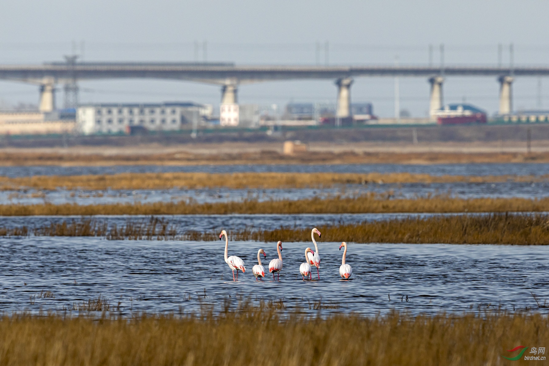 ���������γ�