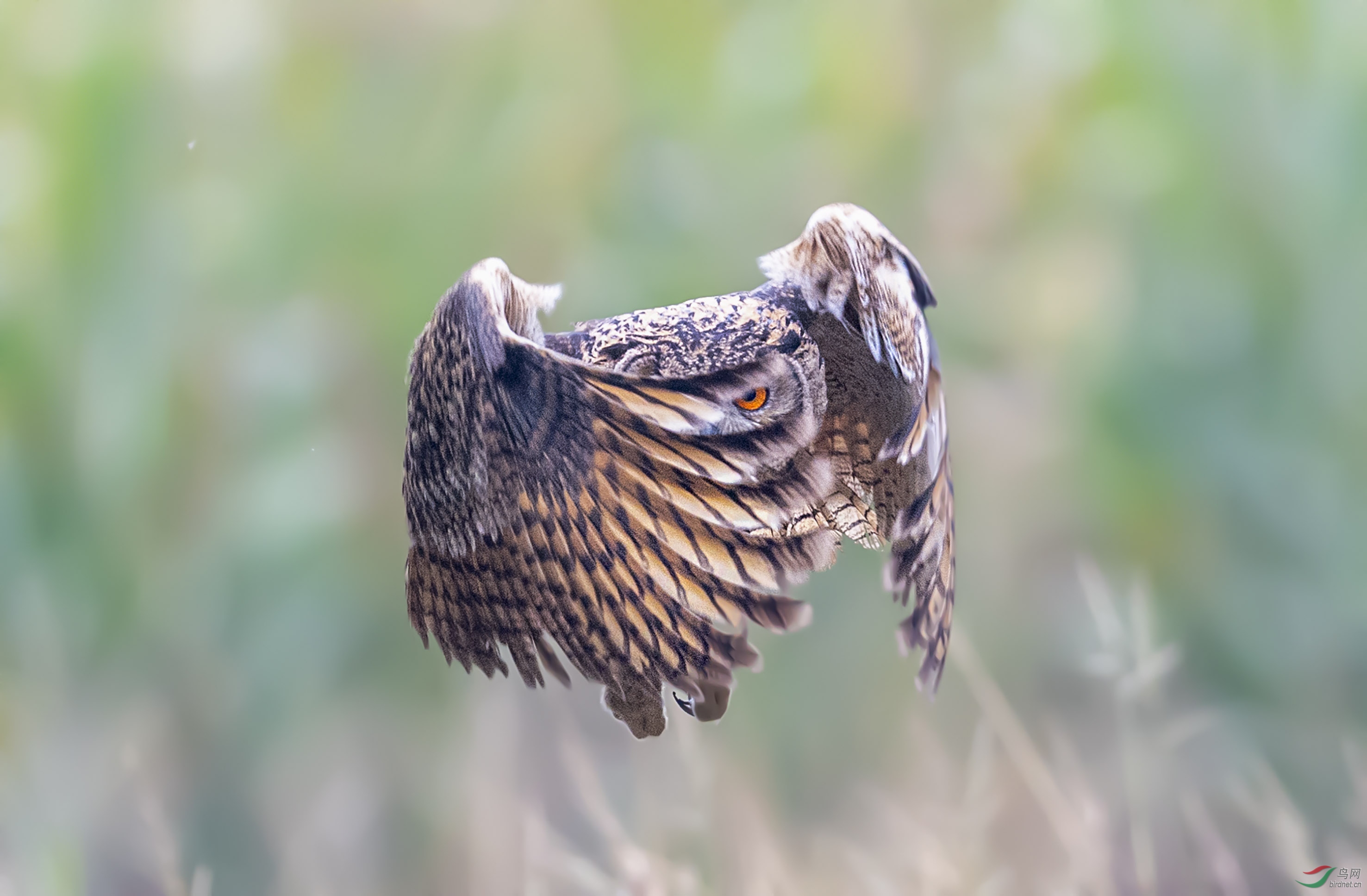 单眼看世界【 祝贺老师佳作荣获首页精华】
