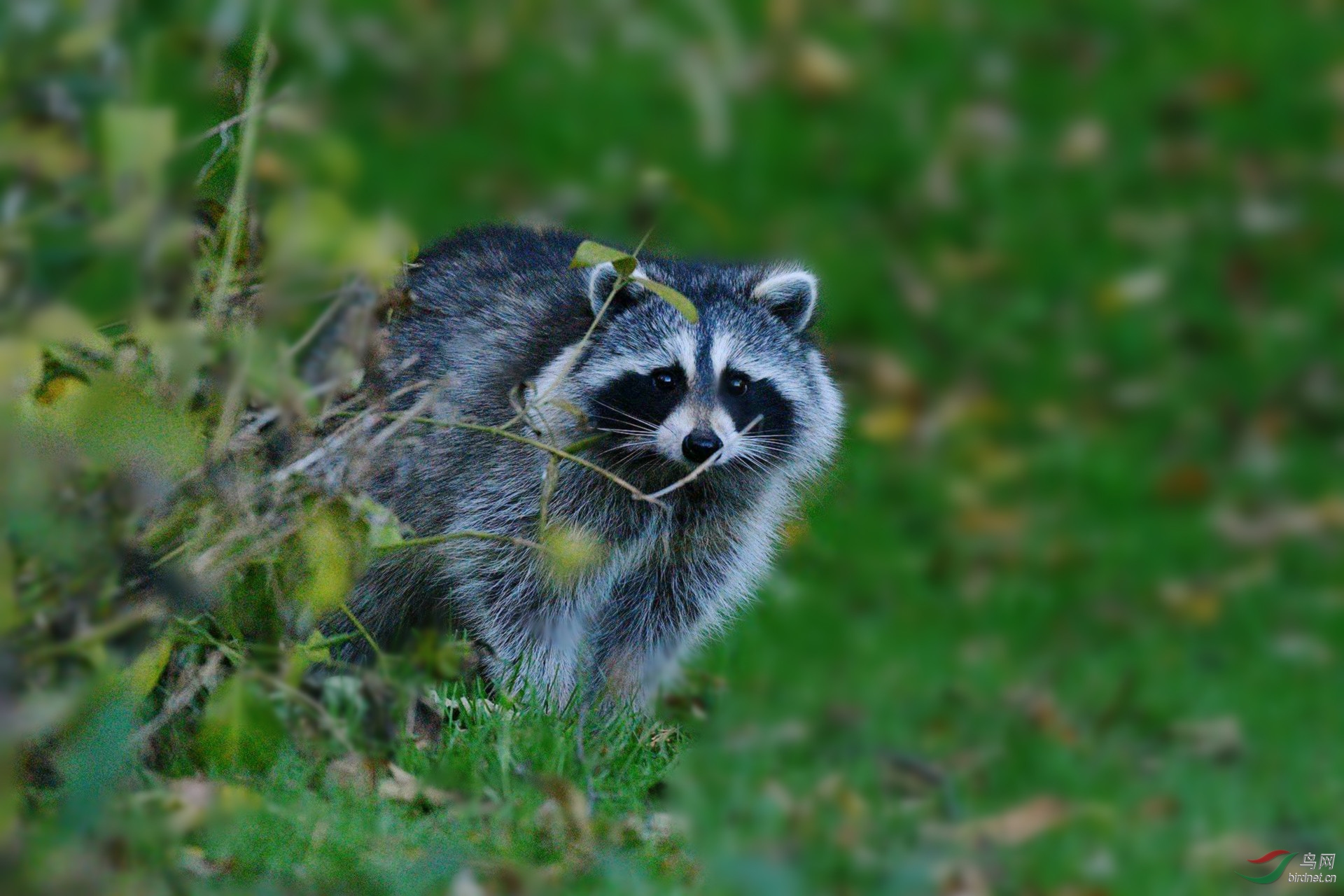 DSC_7525_副本.jpg