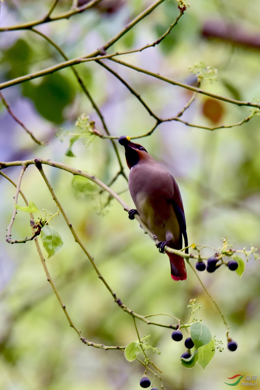 DSC_1003.JPG