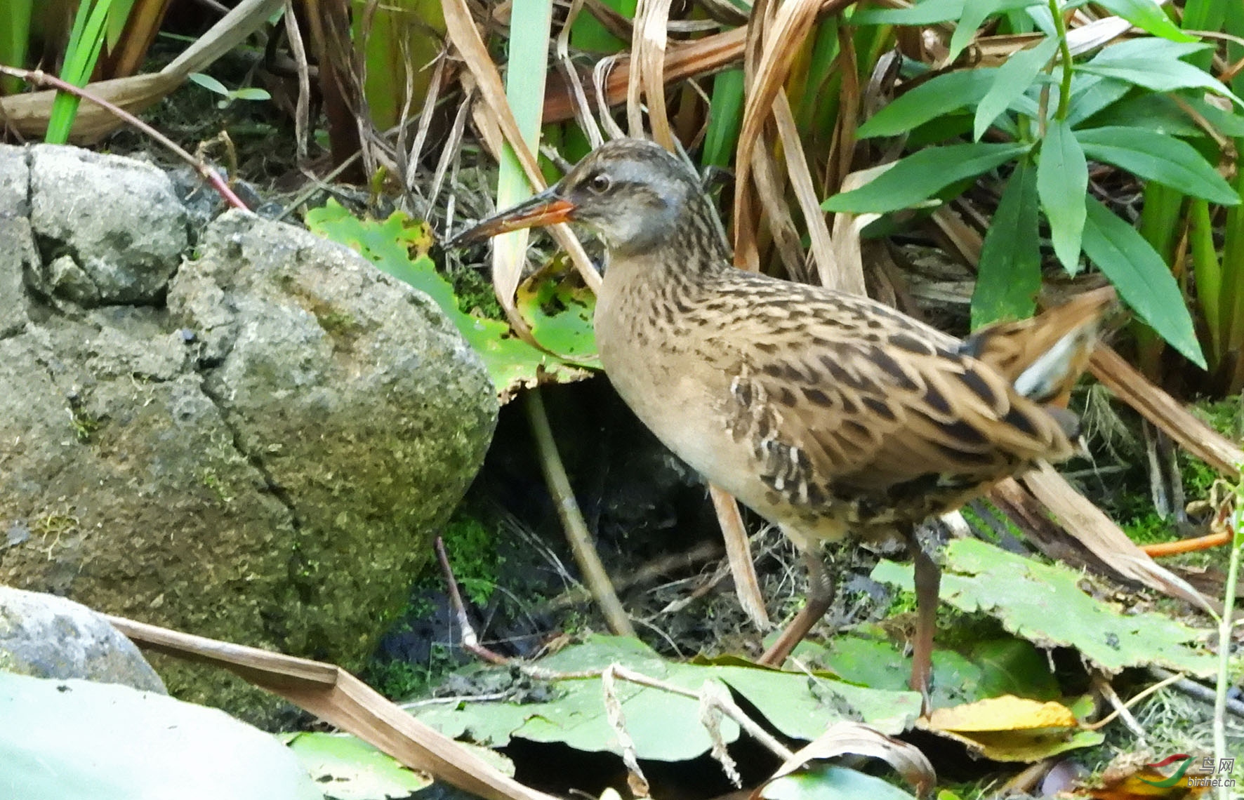 DSCN2302 ����.jpg