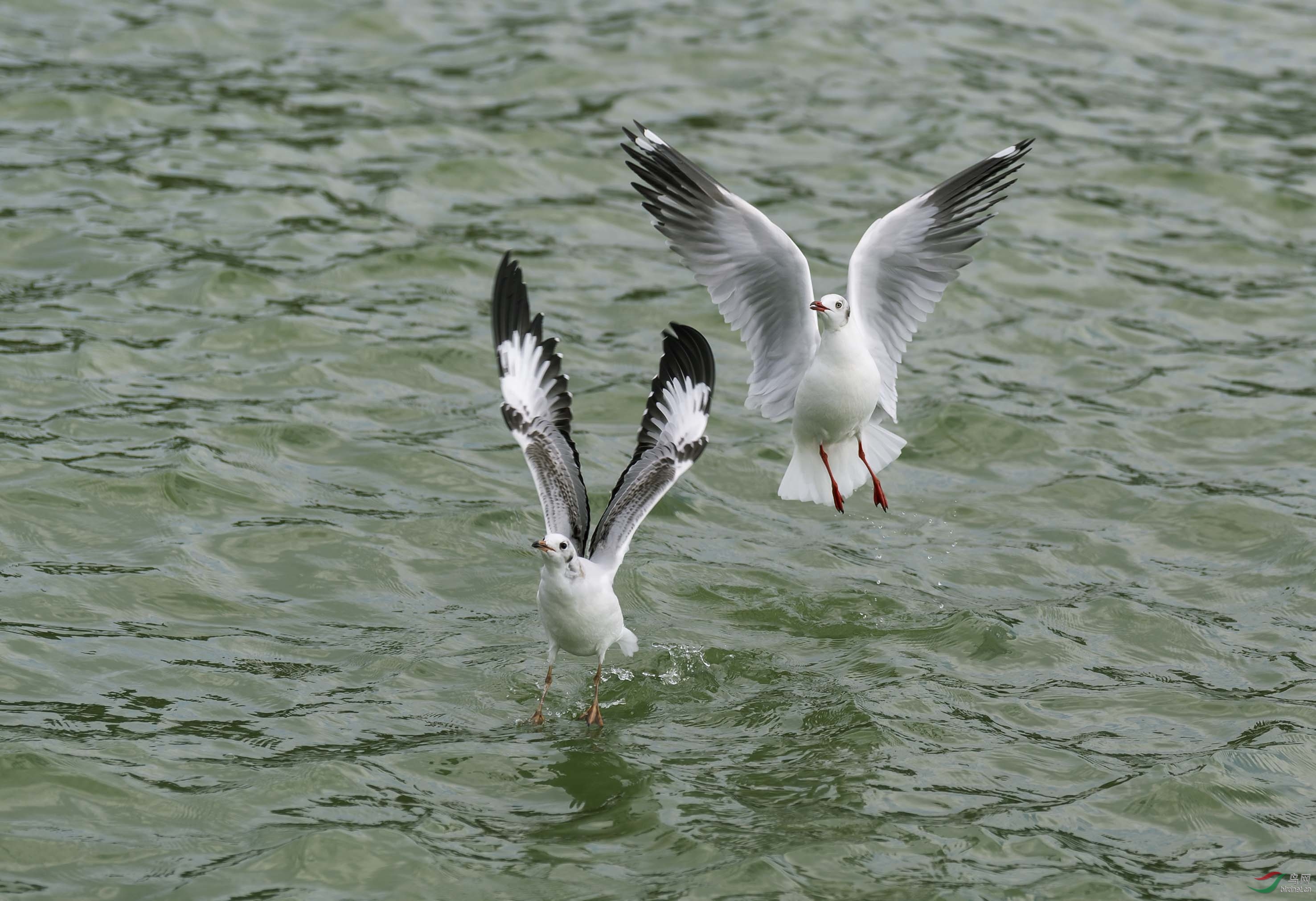 DSC_1320add.jpg
