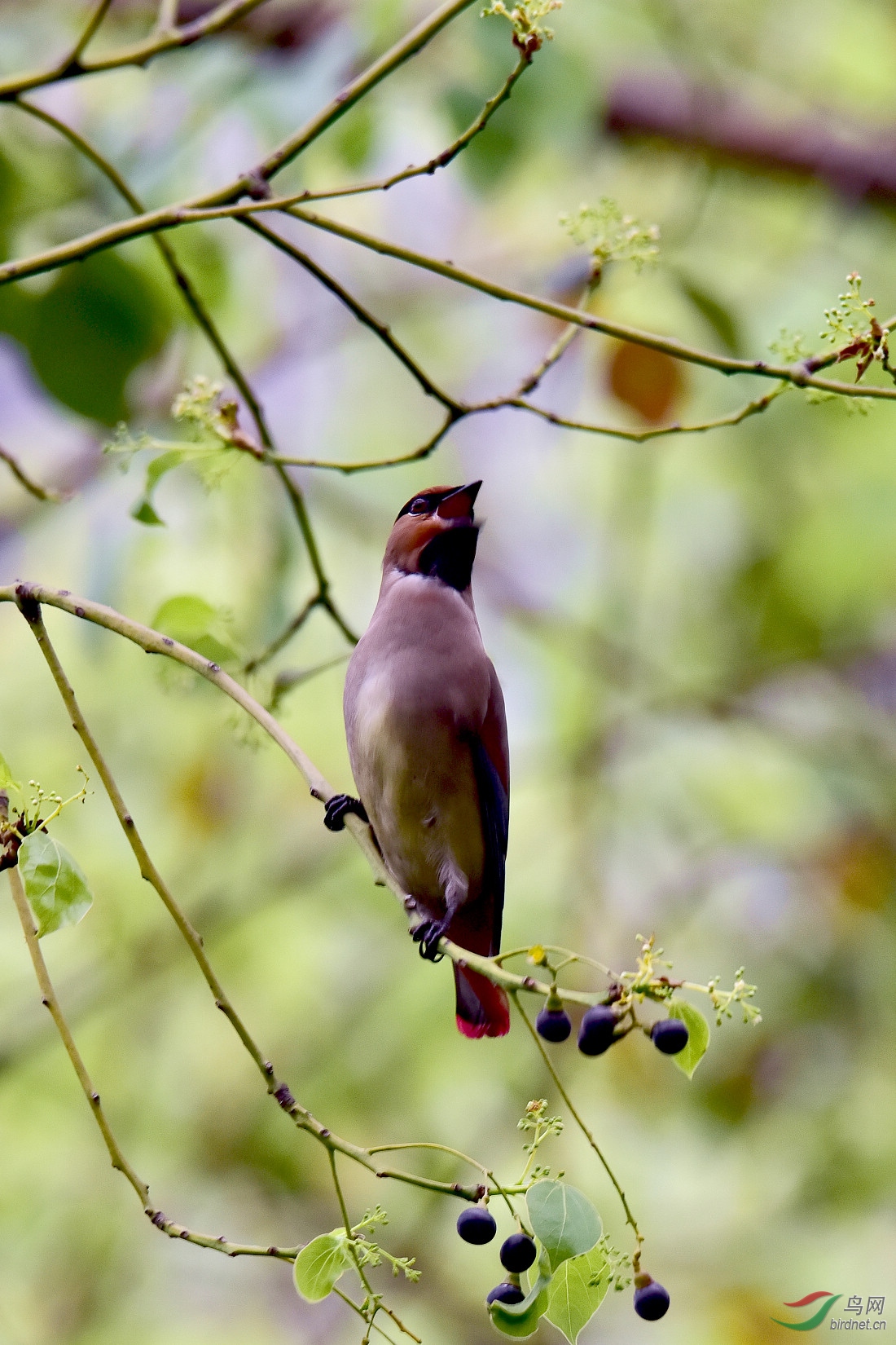 DSC_1005.JPG