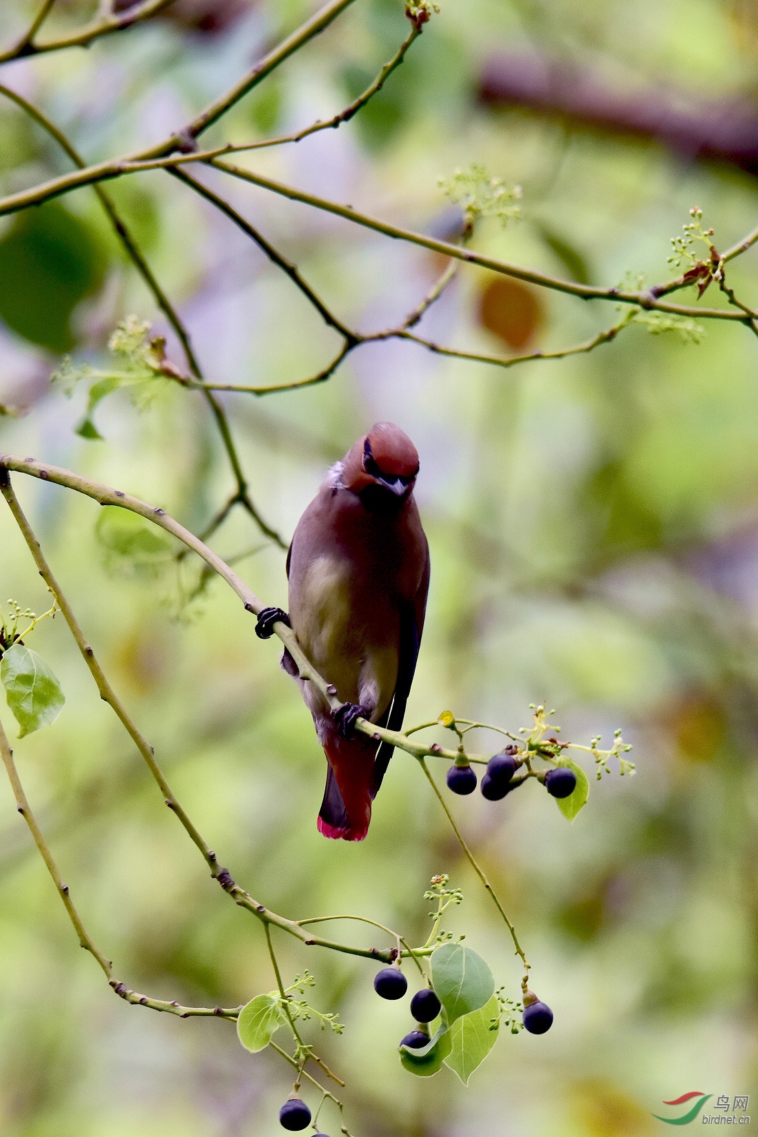 DSC_1006.JPG