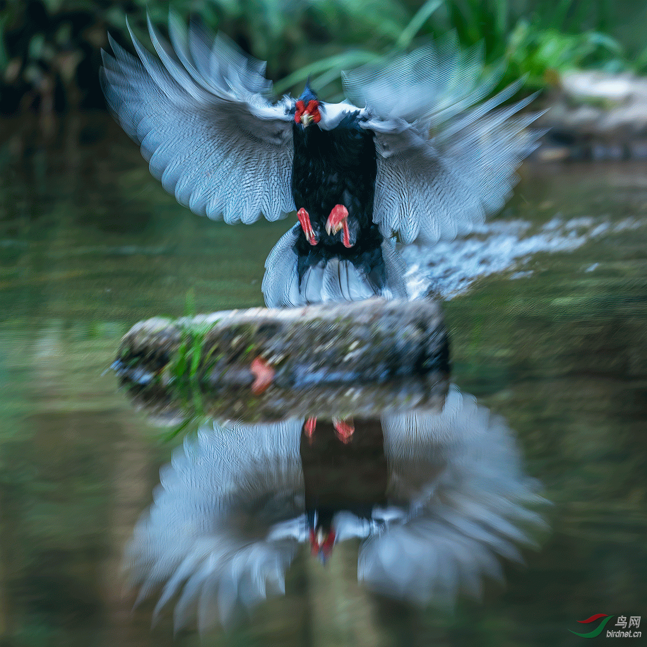 _DSC5493.gif