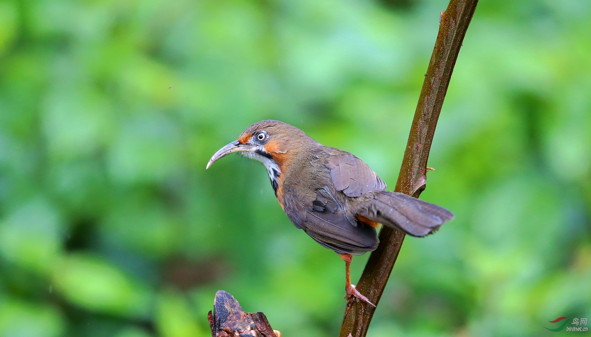 斑胸钩嘴鹛周末问好