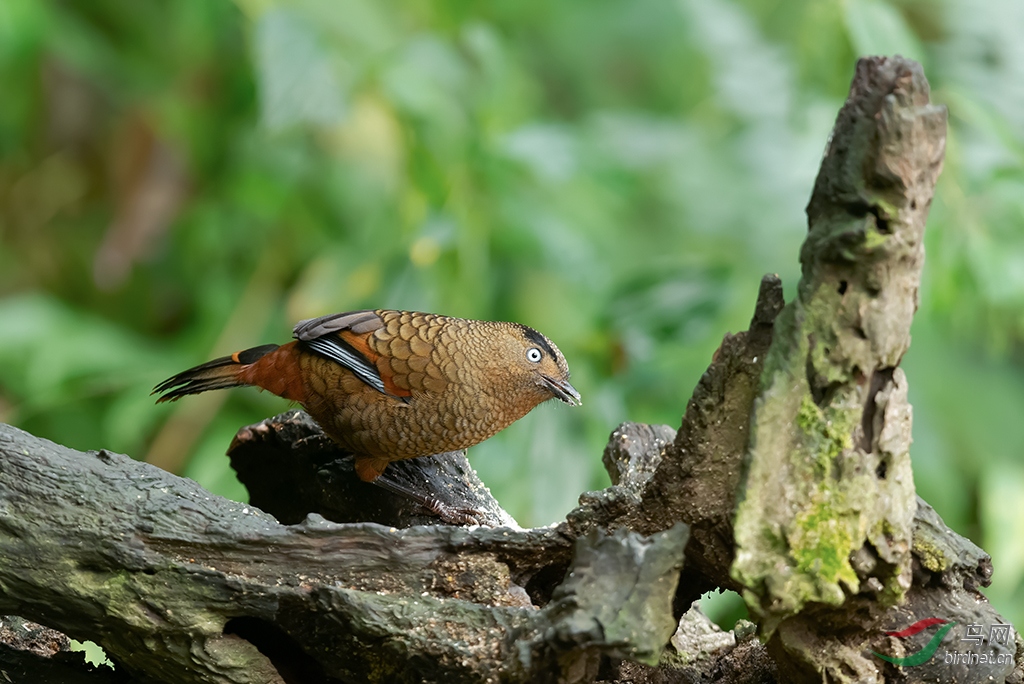 DSC_5028_DxOa.jpg