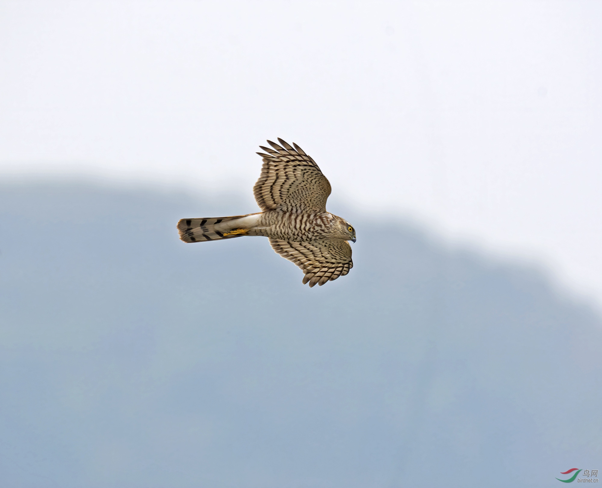 DSC_2906.jpg