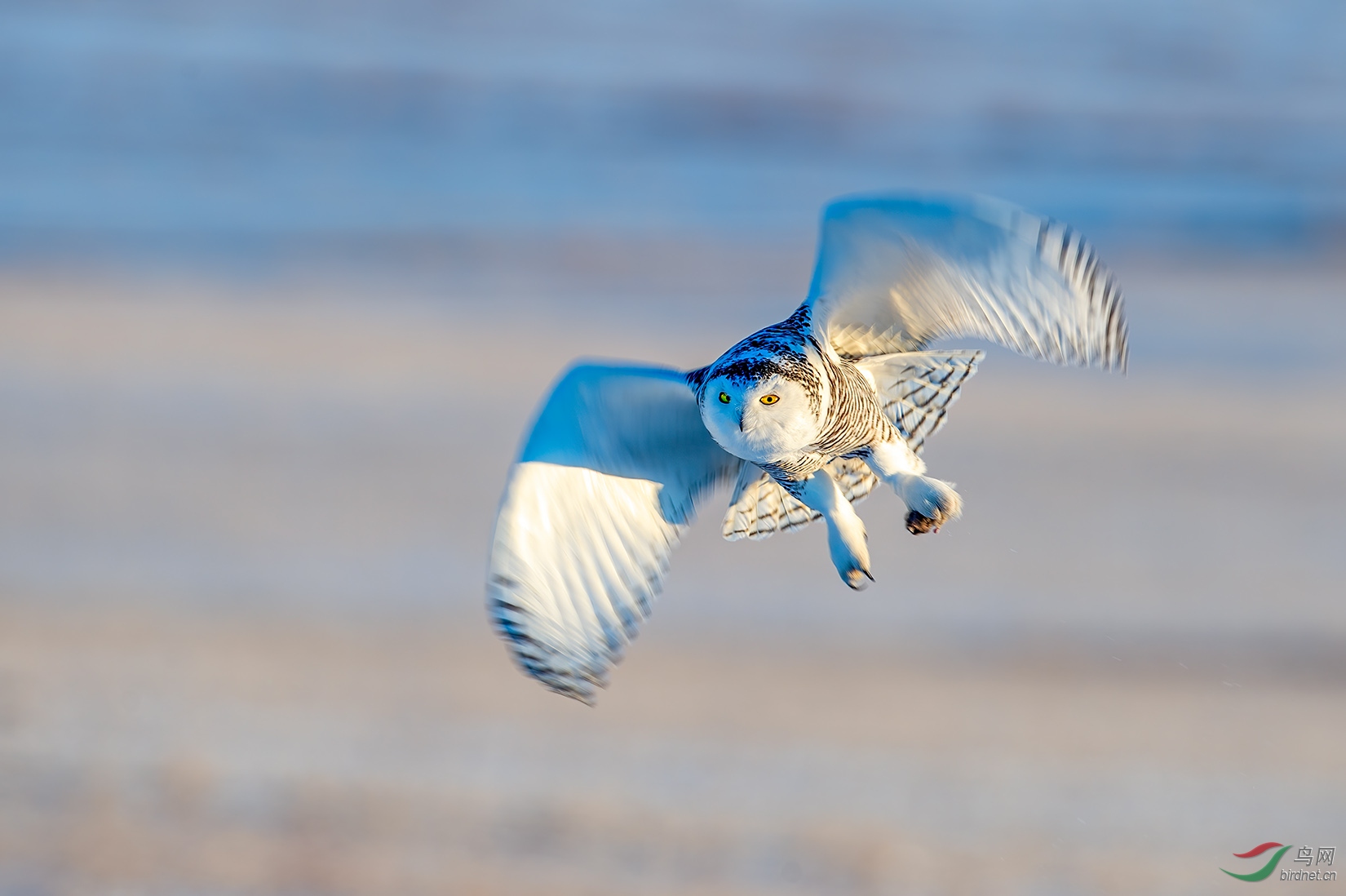 DSC_8929-2a.jpg