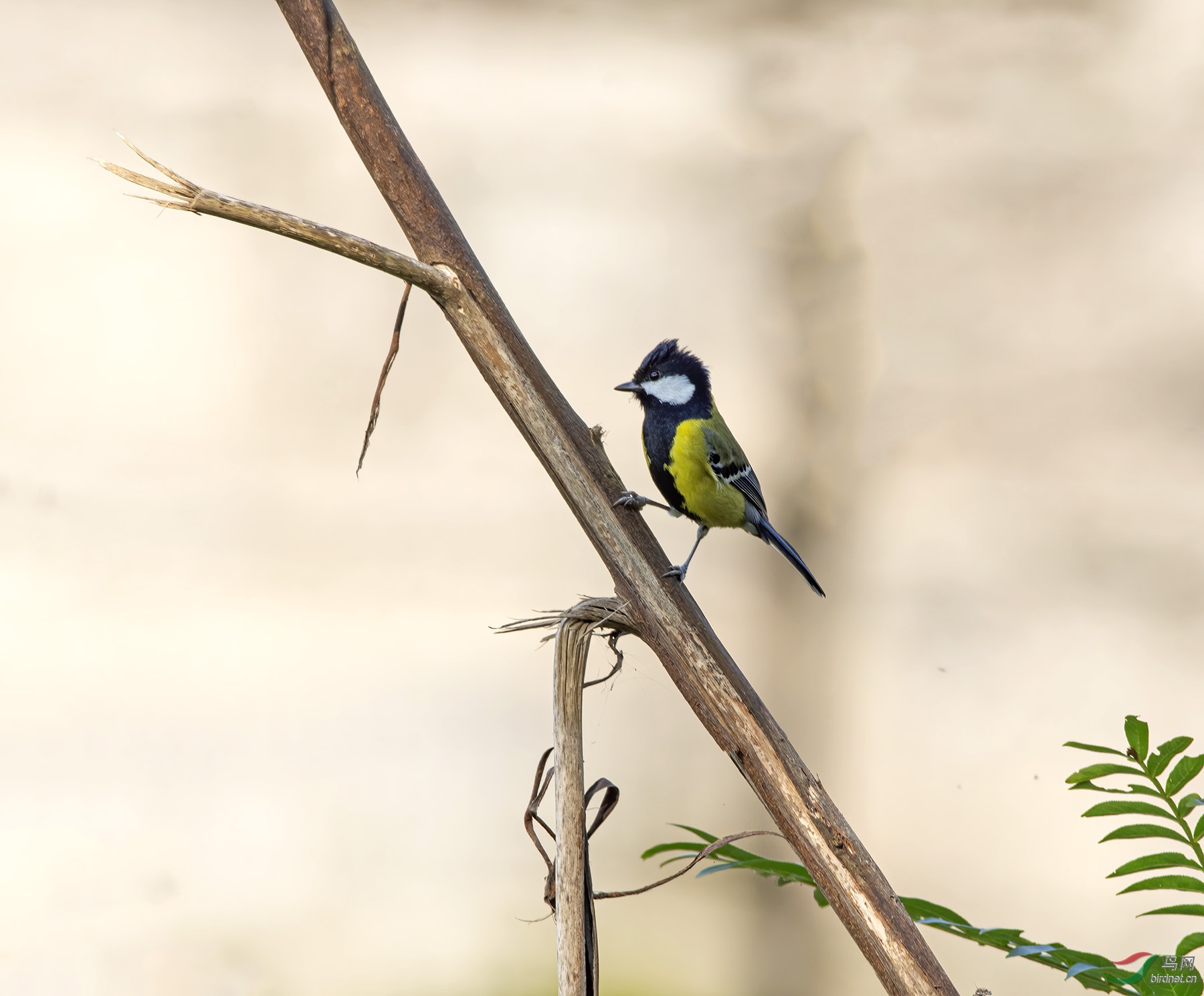 DSC_3321.jpg