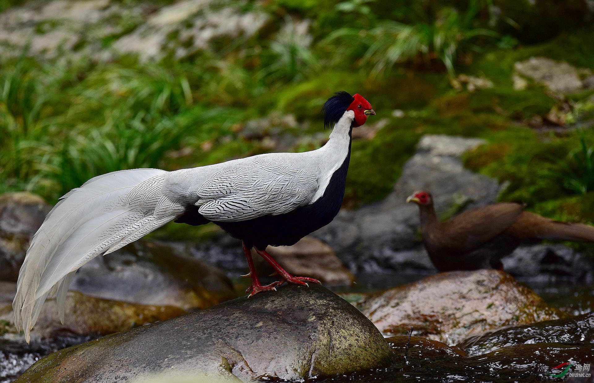 论坛 69 主题区 69 野生鸟类 69 白鹇