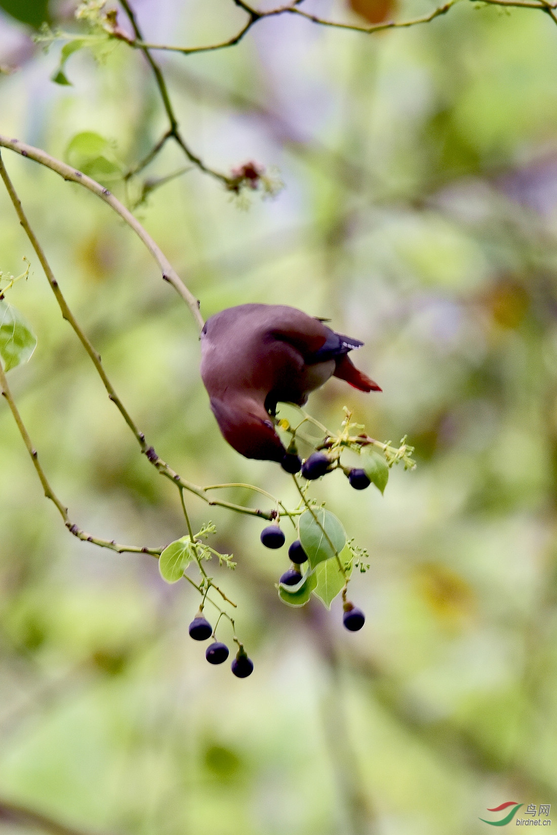 DSC_1012.JPG