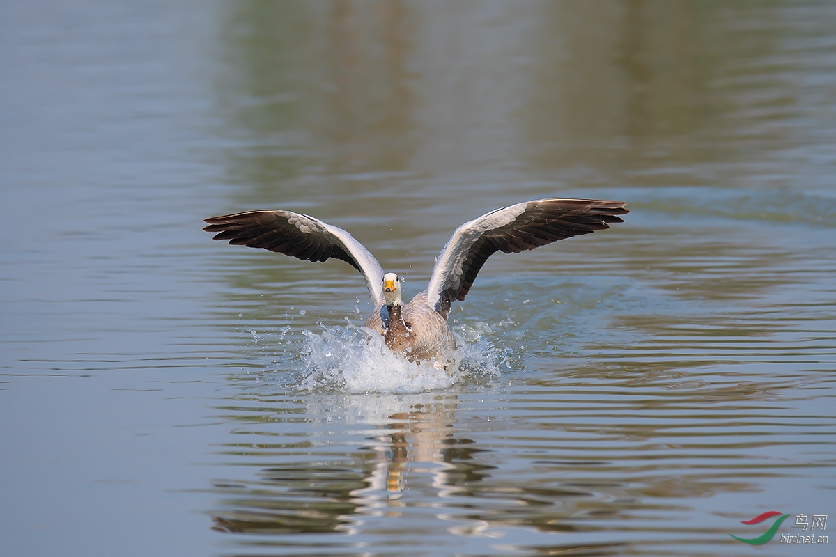 DSC_p7964.jpg
