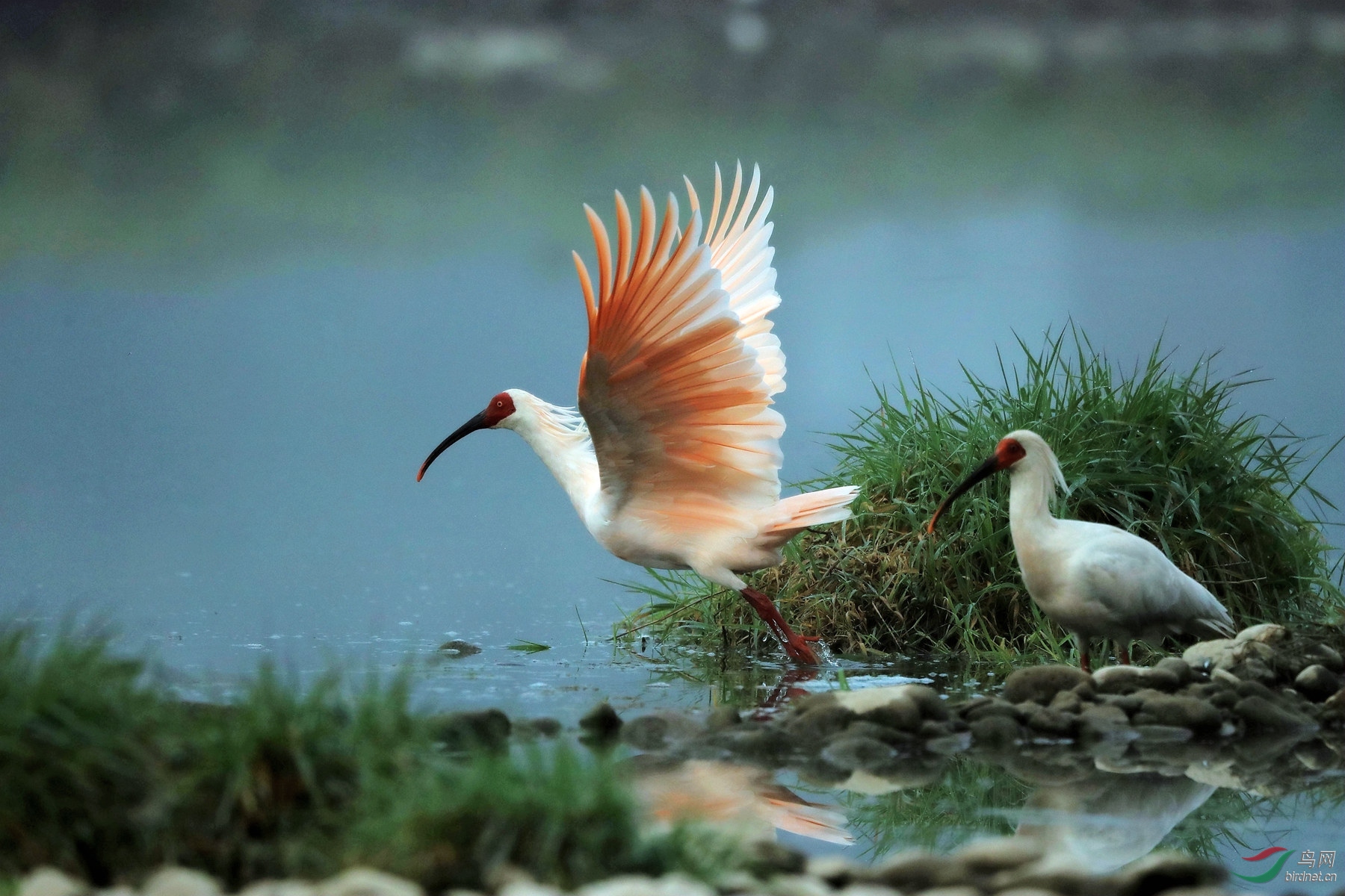 信阳朱鹮自然保护区图片