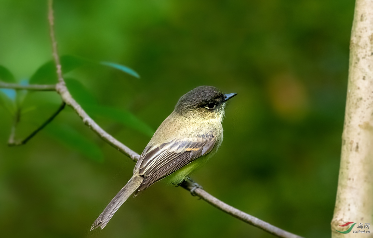 行摄小记闲话灰胸长尾霸鹟