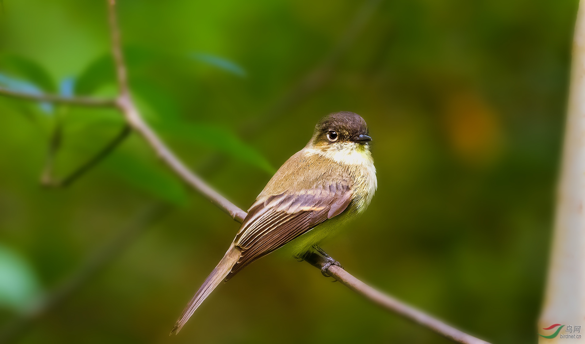 行摄小记闲话灰胸长尾霸鹟