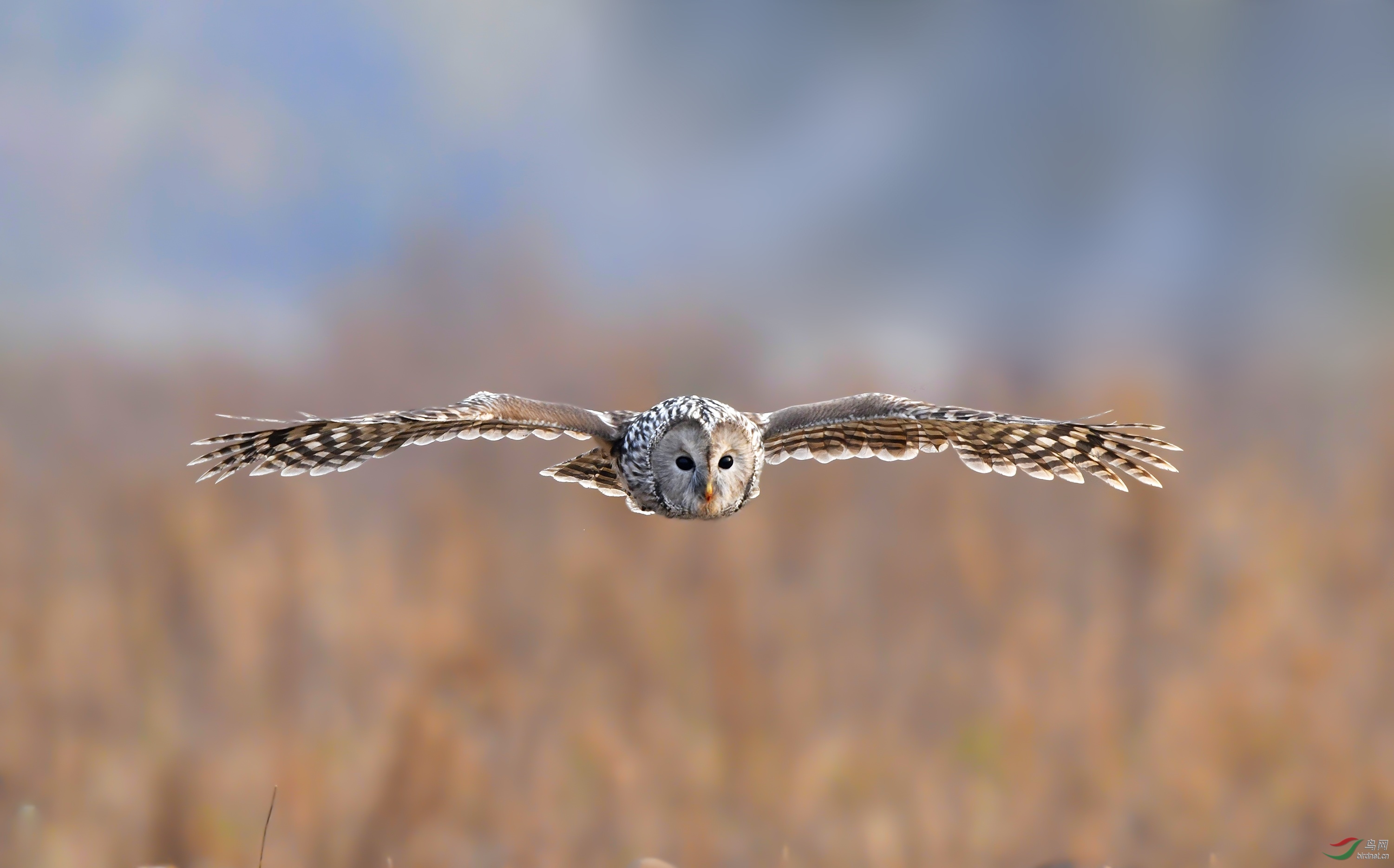 _DSC3936x.jpg