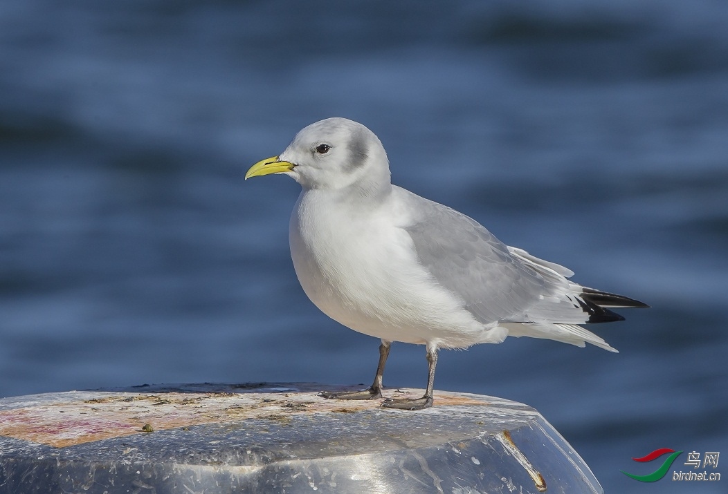 �����б� ��ʦ����������ʡ��������������.jpg