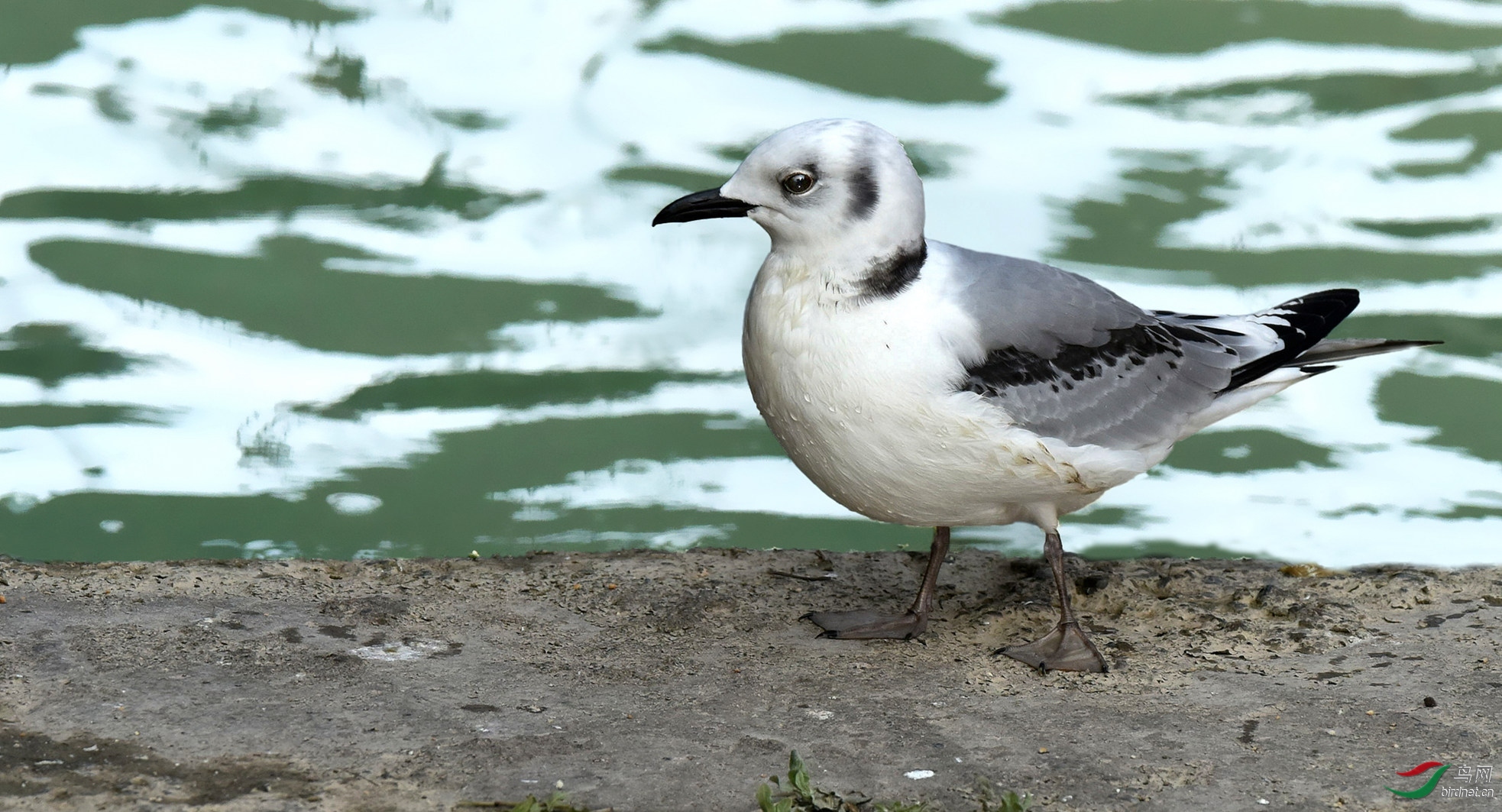 �Ϲ���Ӱ  ��ʦ����.jpg