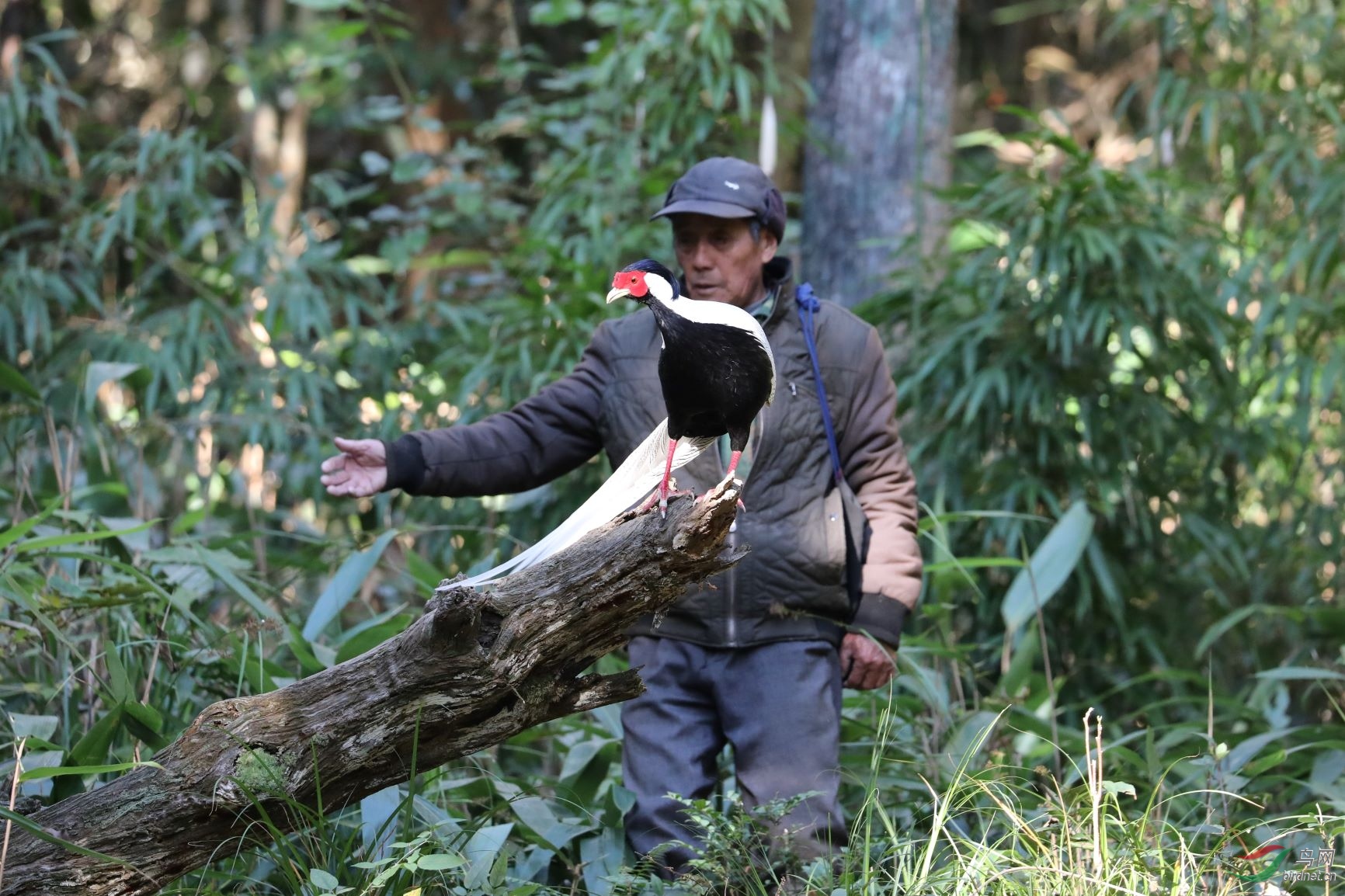 人鸟和谐相处的典范