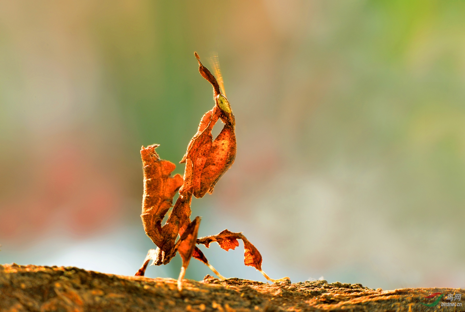 DSC_3057 ��������.jpg