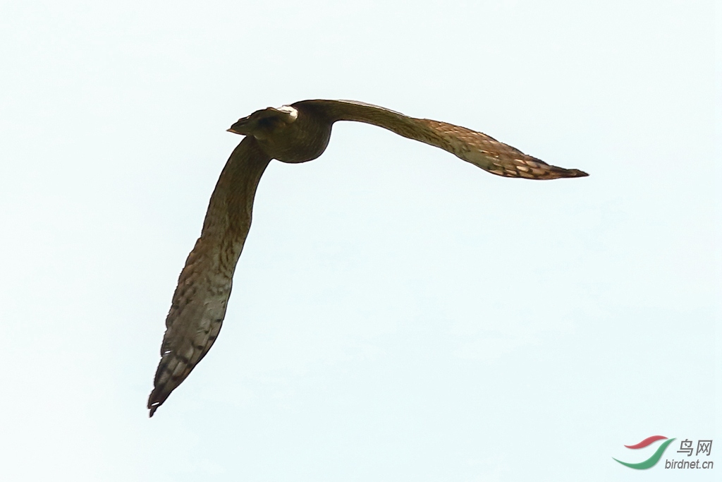 20200425EOS 7D Mark II1058-1_����.jpg