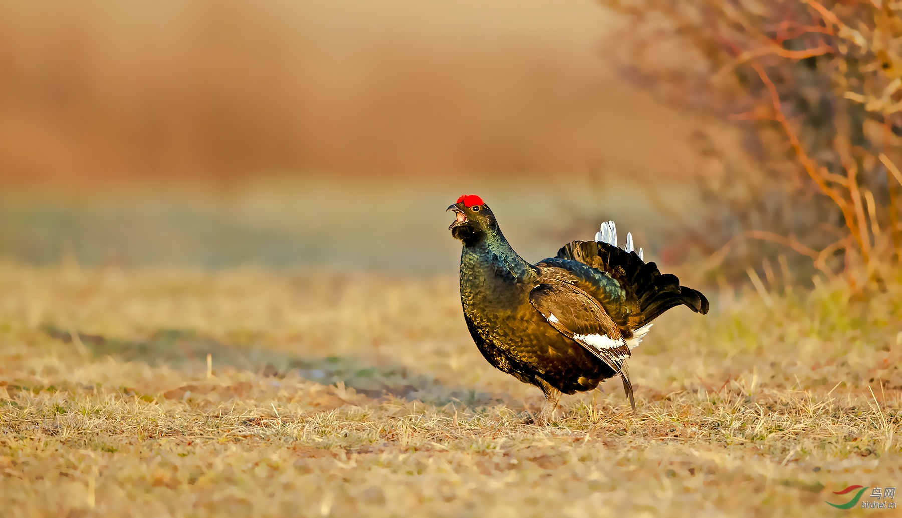草原上的黑琴鸡