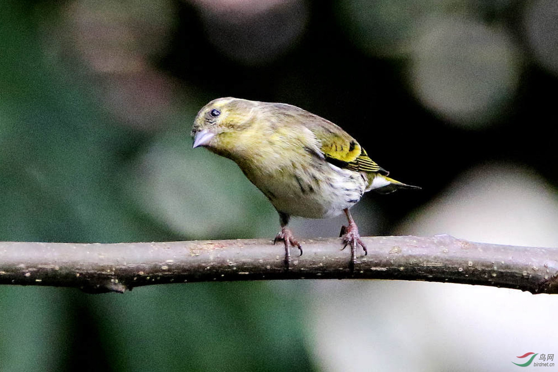 論壇 69 主題區 69 野生鳥類 69 每天一鳥----葬黃雀