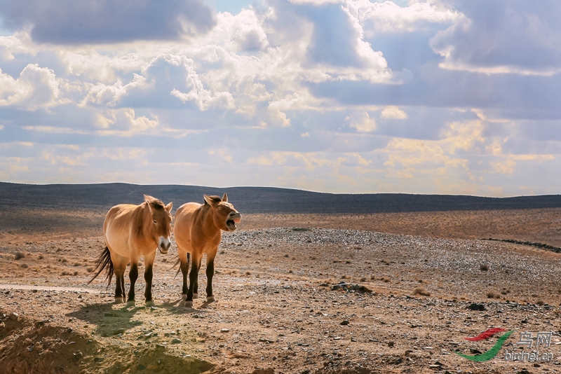 лл��ʦ���ͣ�