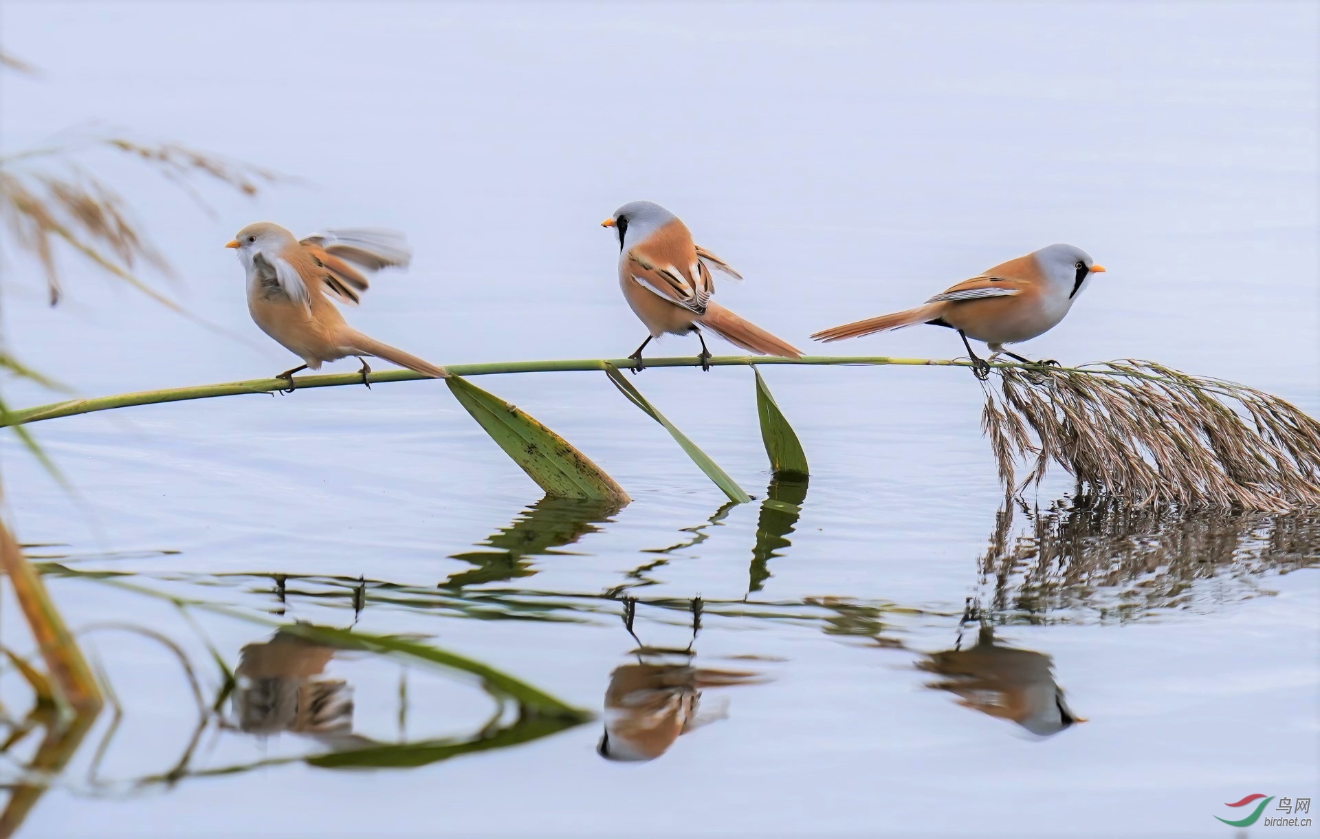 DSC05009-denoise-denoise (3).jpg