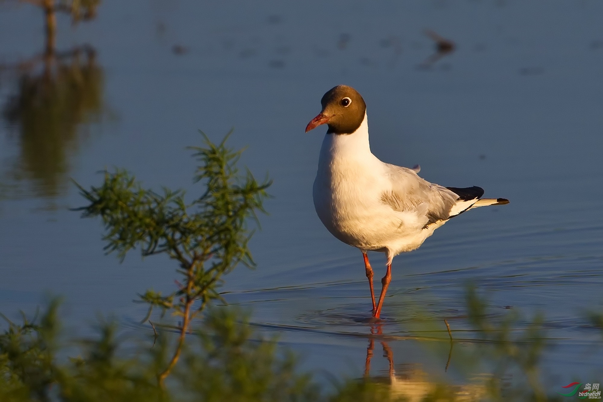 ��ʯ ��ʦ������500.jpg