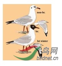 �ֲ�.jpg