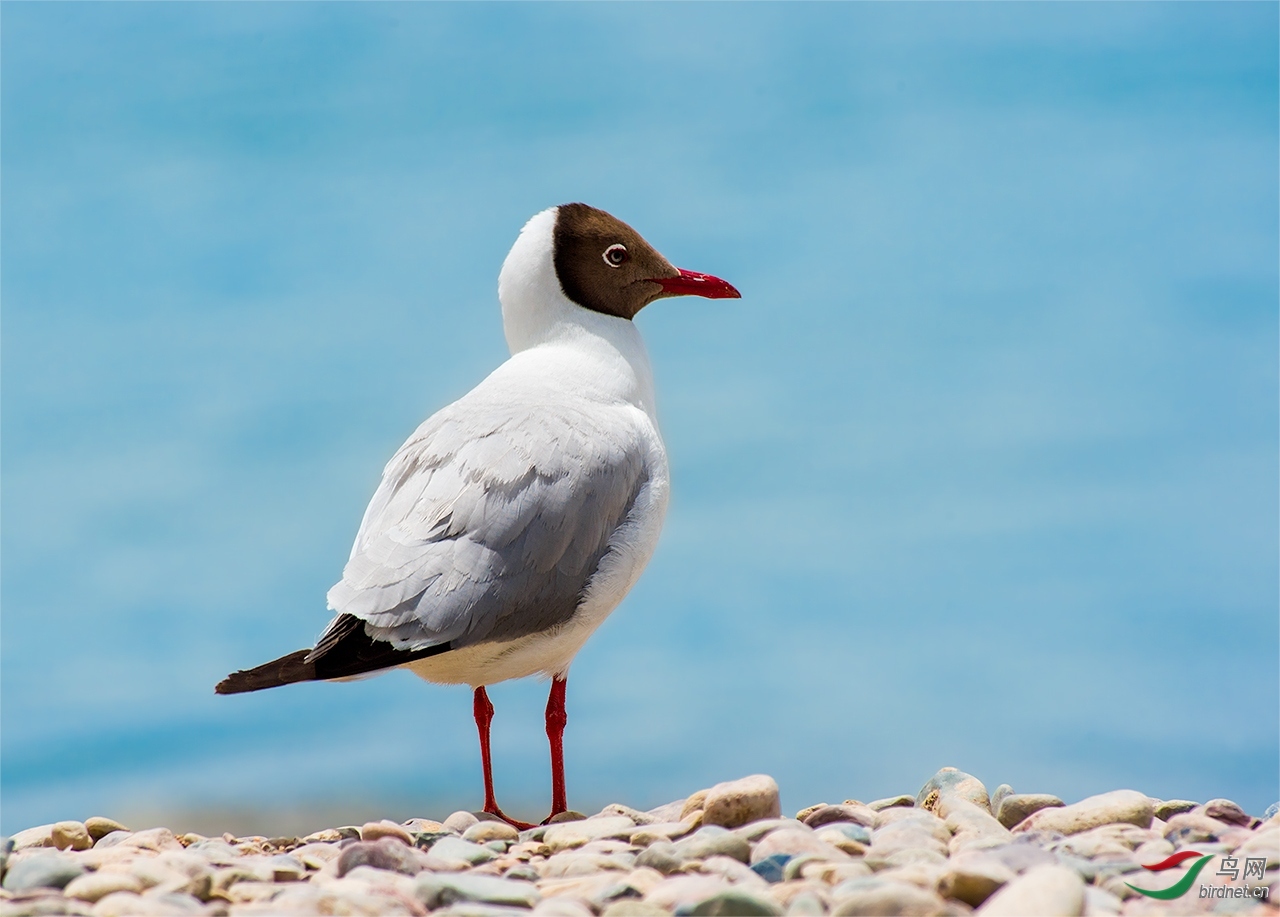 ���� ��ʦ�����ںӱ�ʡ�ػʵ���.jpg