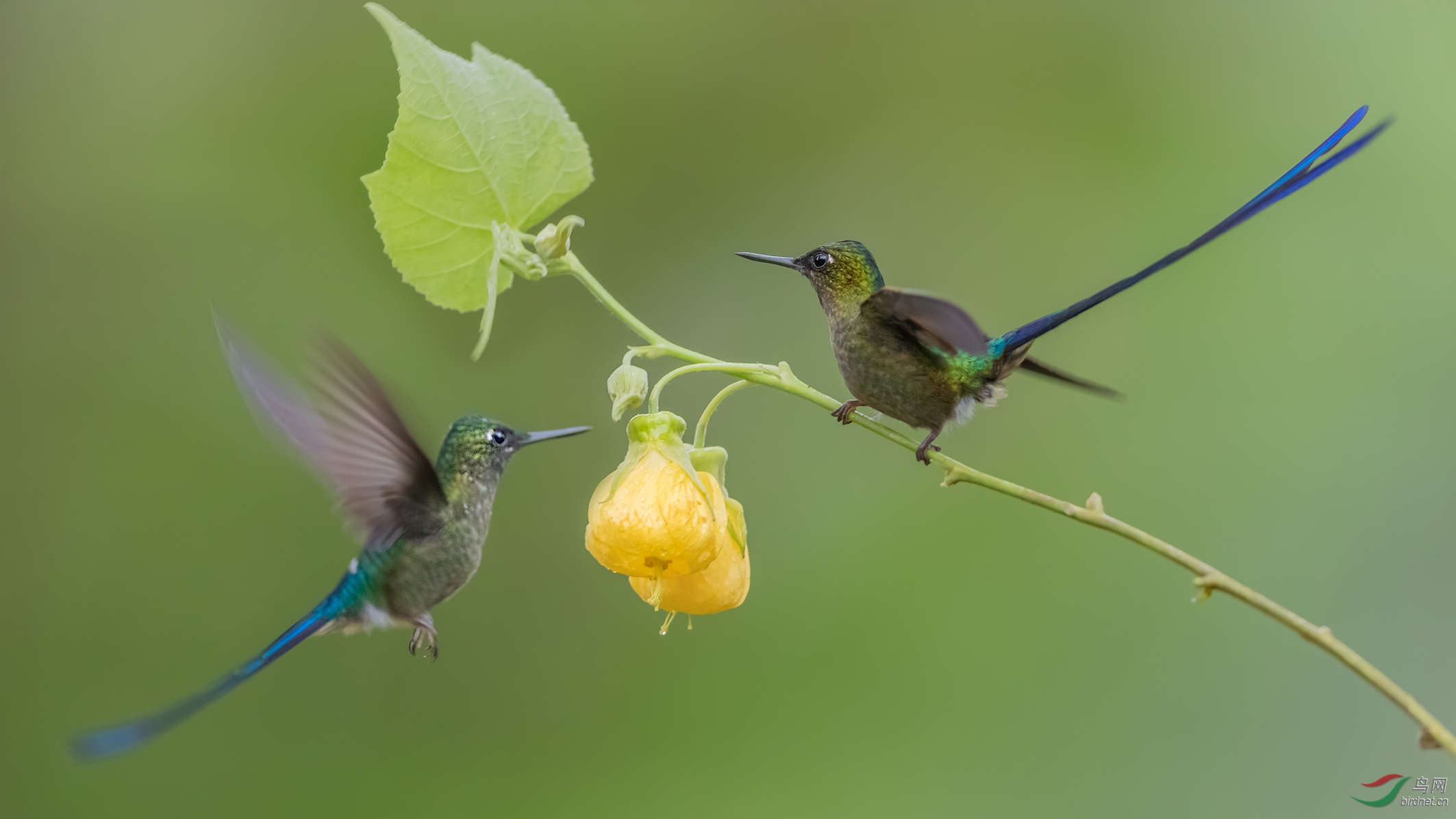 紫长尾蜂鸟兄弟