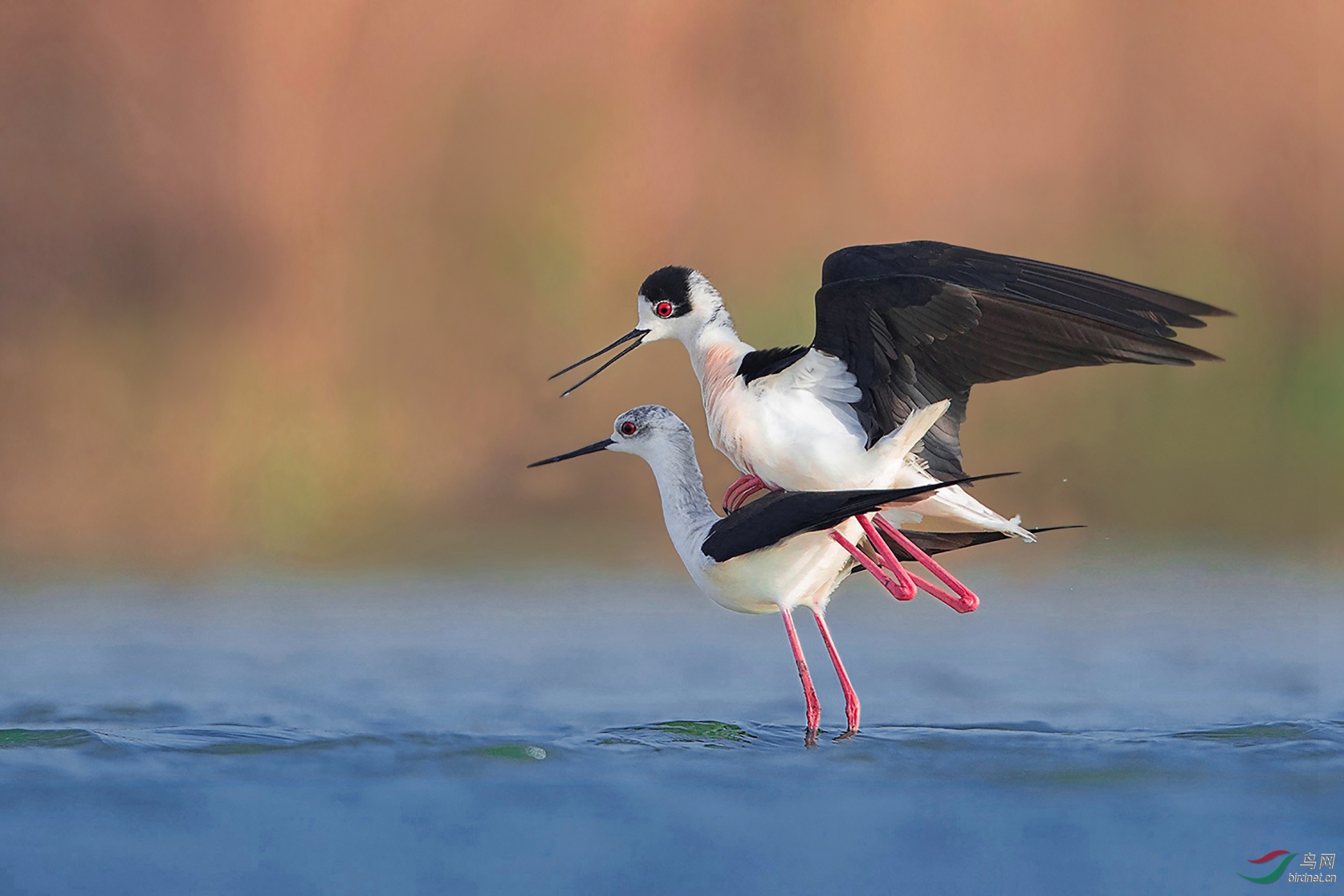 221.�ڳ᳤���� (2).jpg