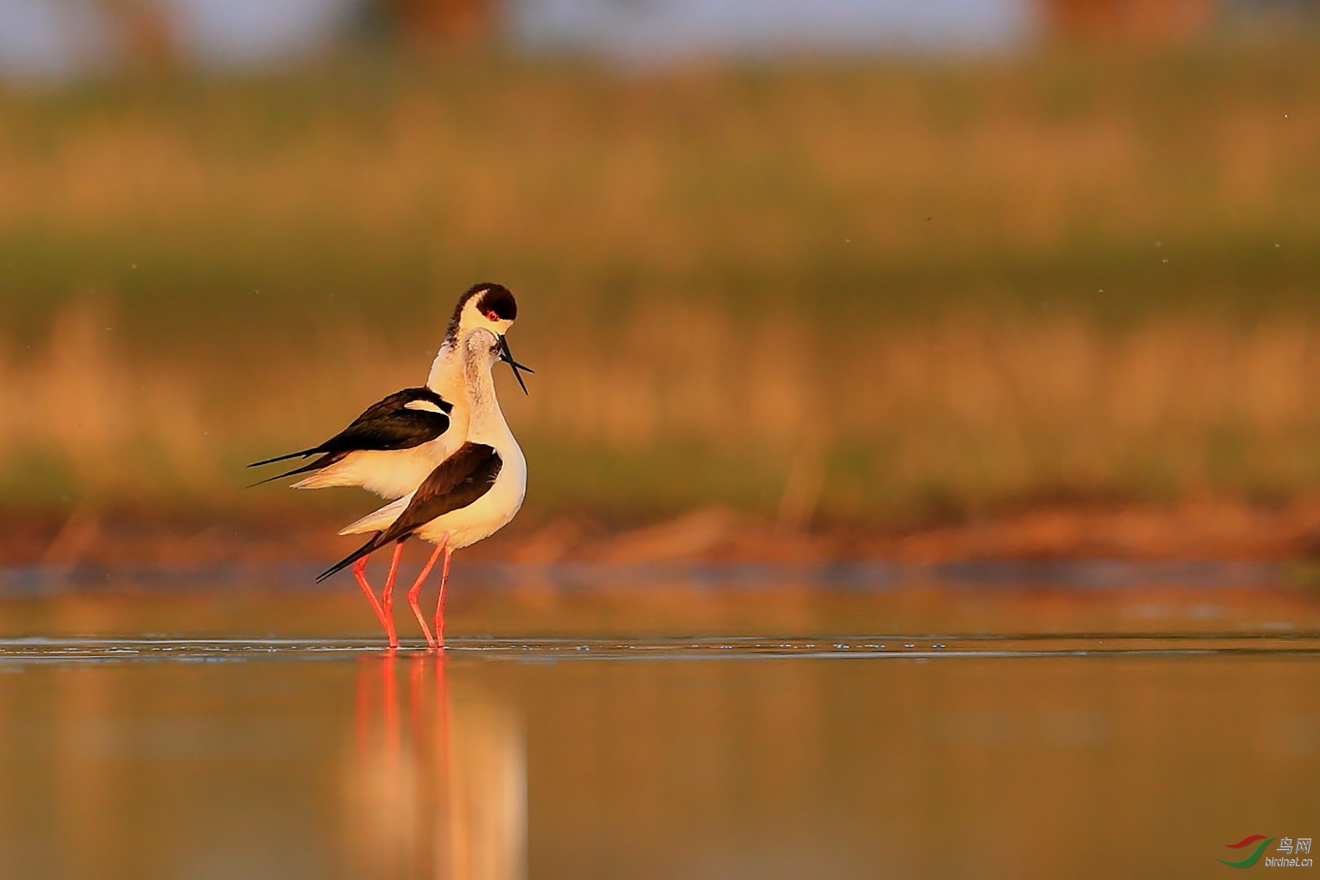 391.�ڳ᳤���� (3).jpg